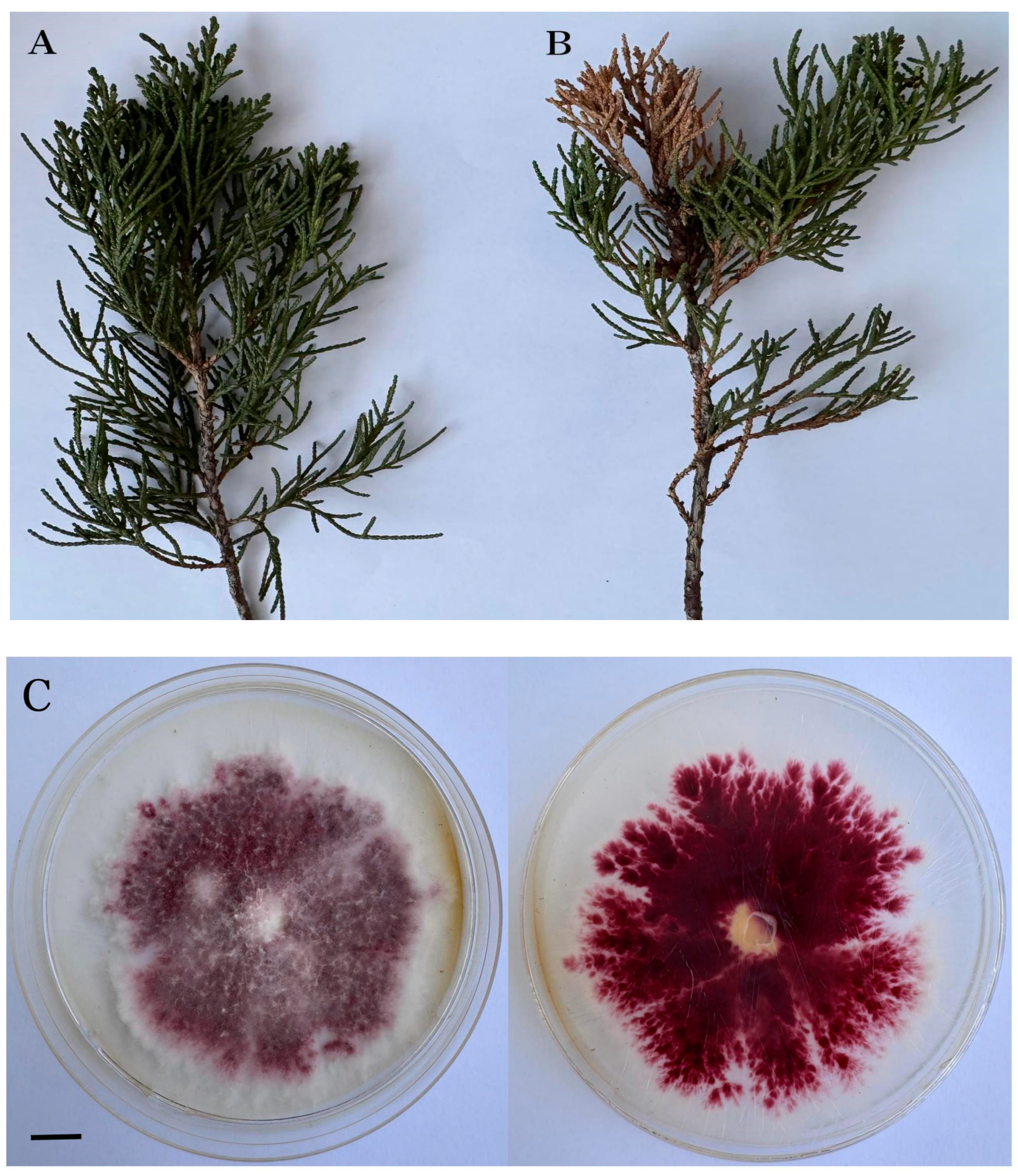 Biology 14 00385 g005