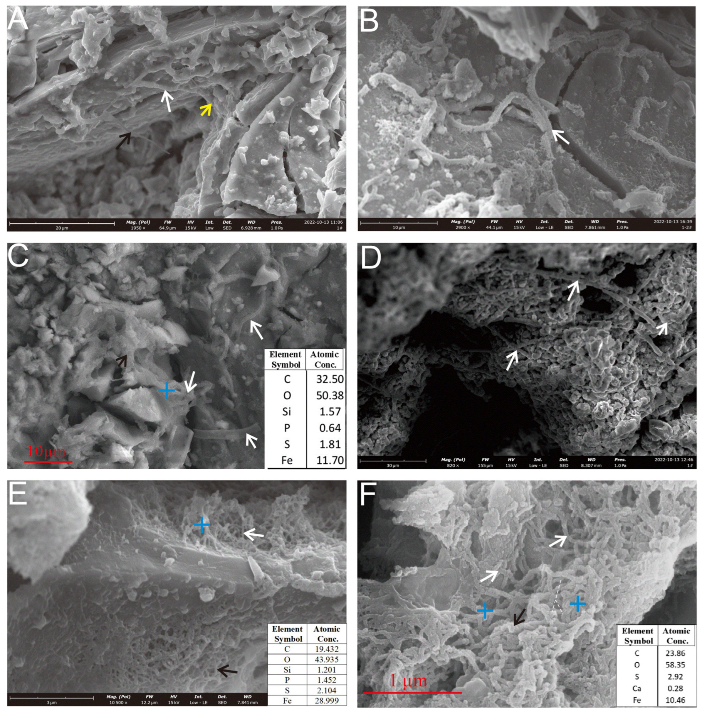 Biology 14 00389 g006