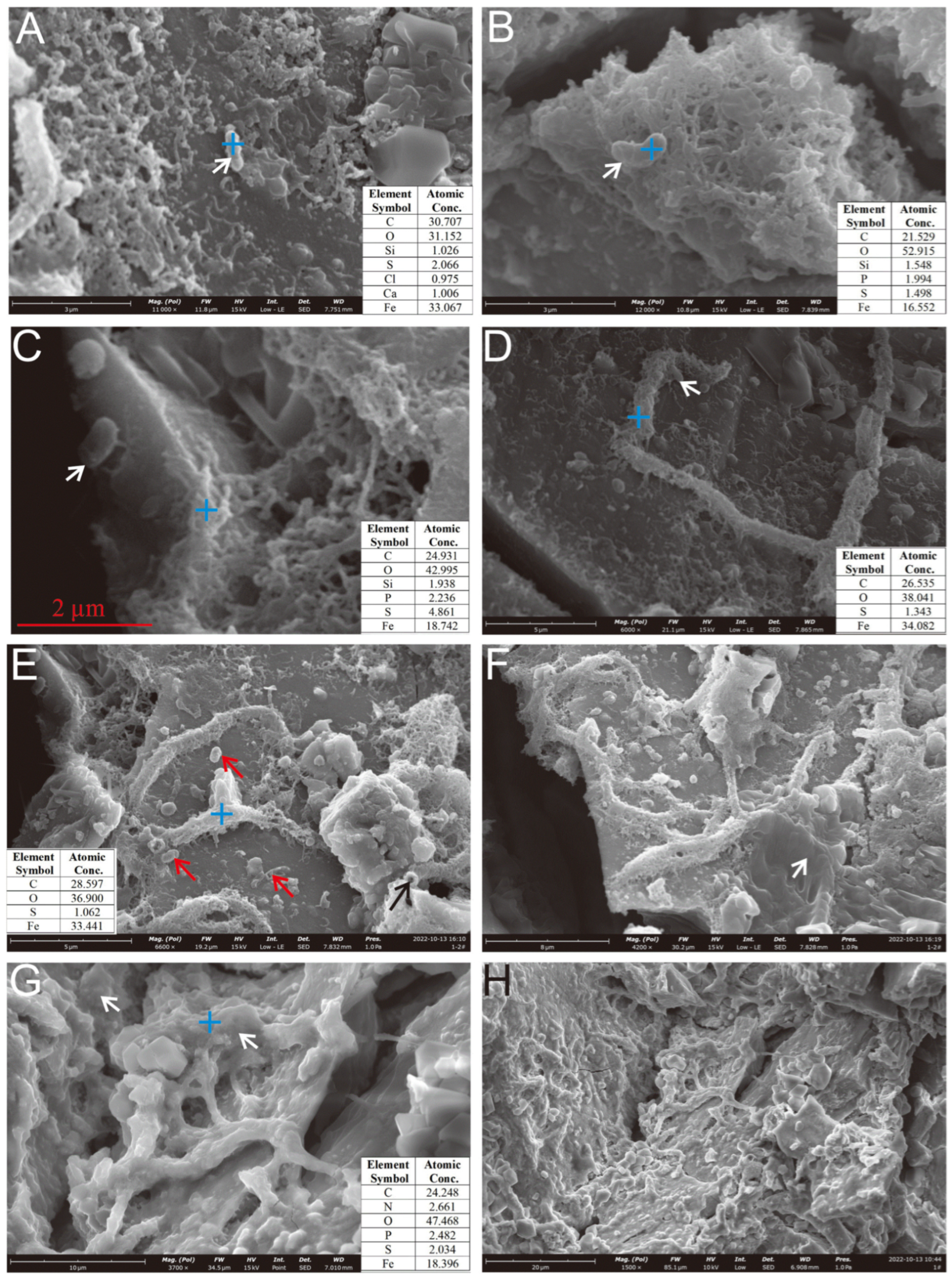 Biology 14 00389 g008