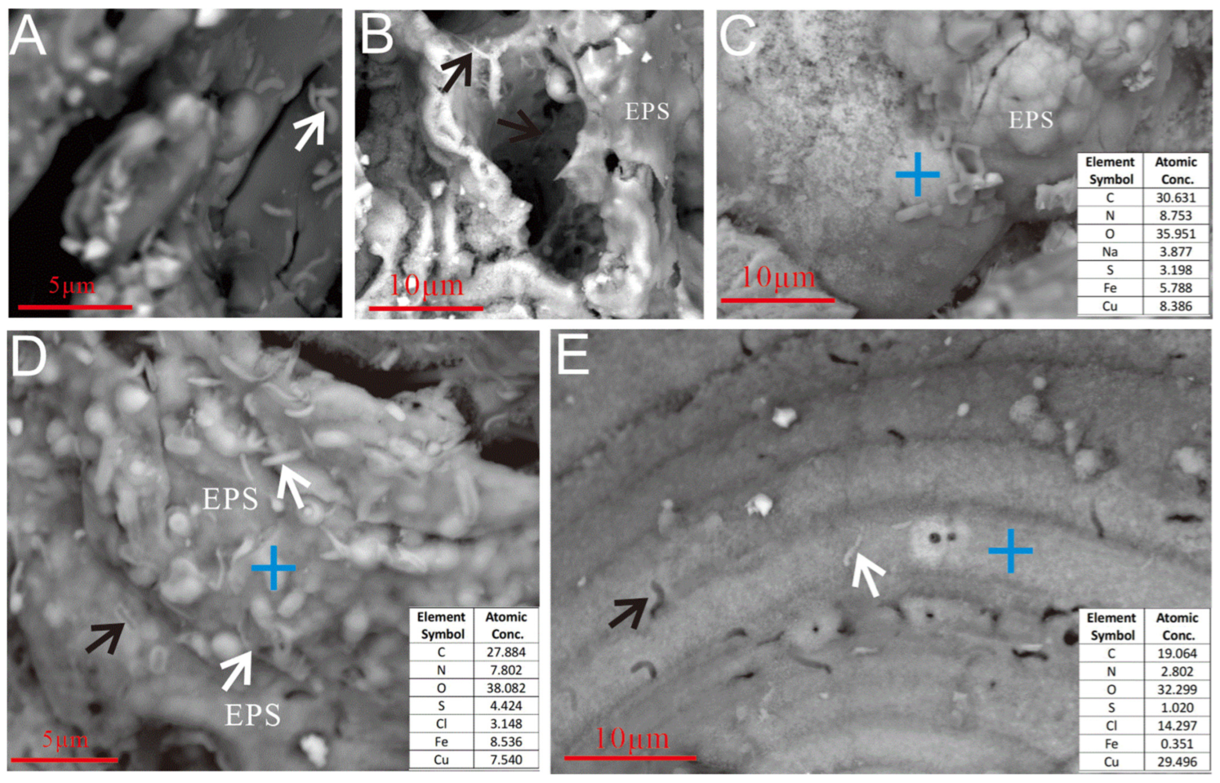 Biology 14 00389 g009