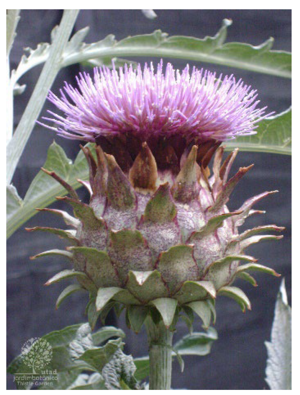 Biology 14 00397 g001