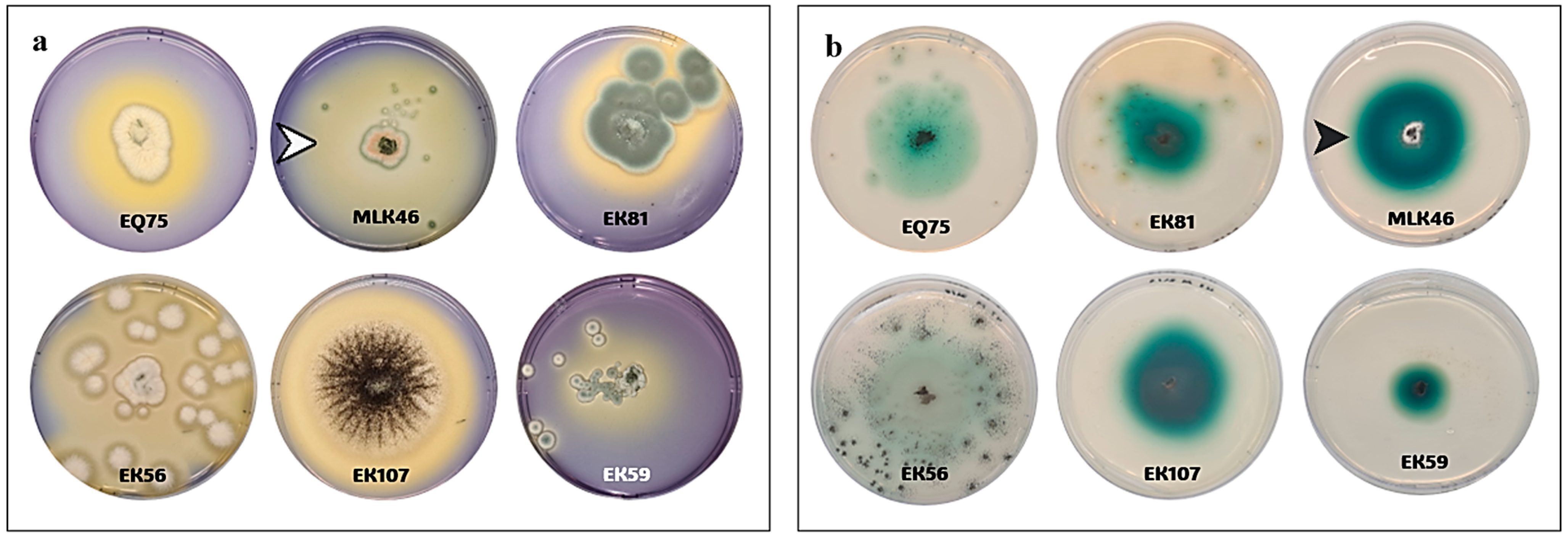 Biology 14 00402 g001