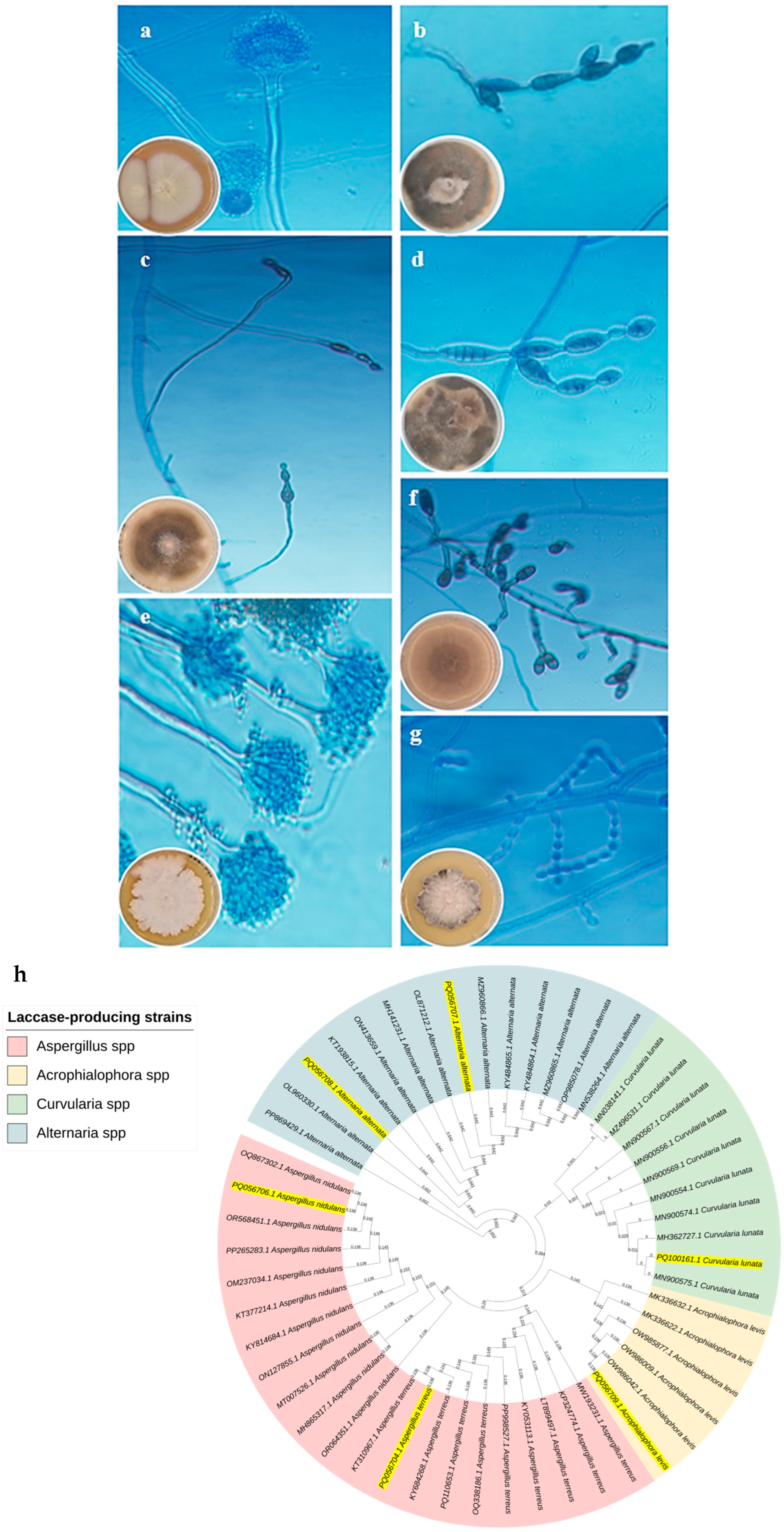 Biology 14 00402 g002