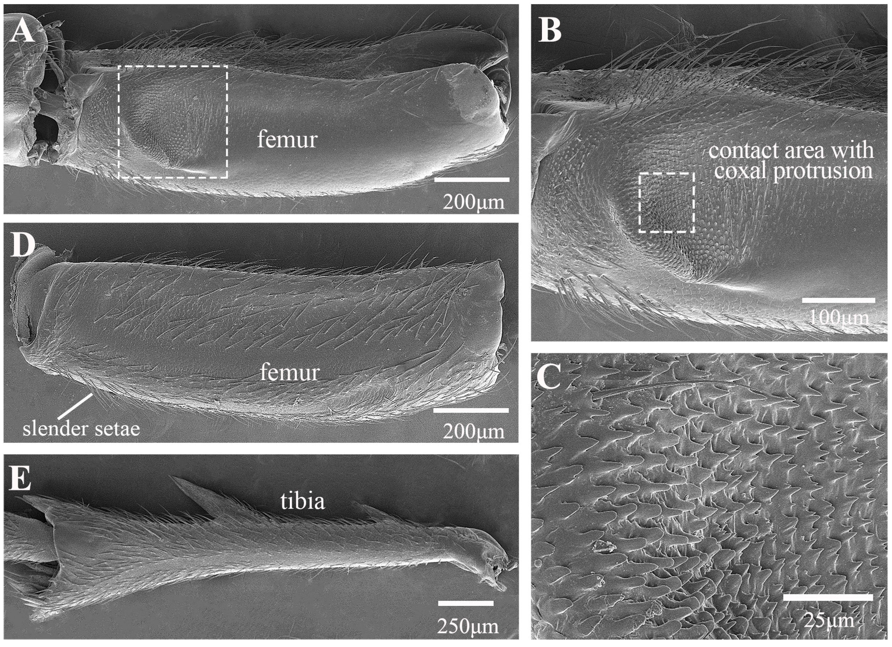 Biology 14 00418 g002 Biology 14 00418 g002