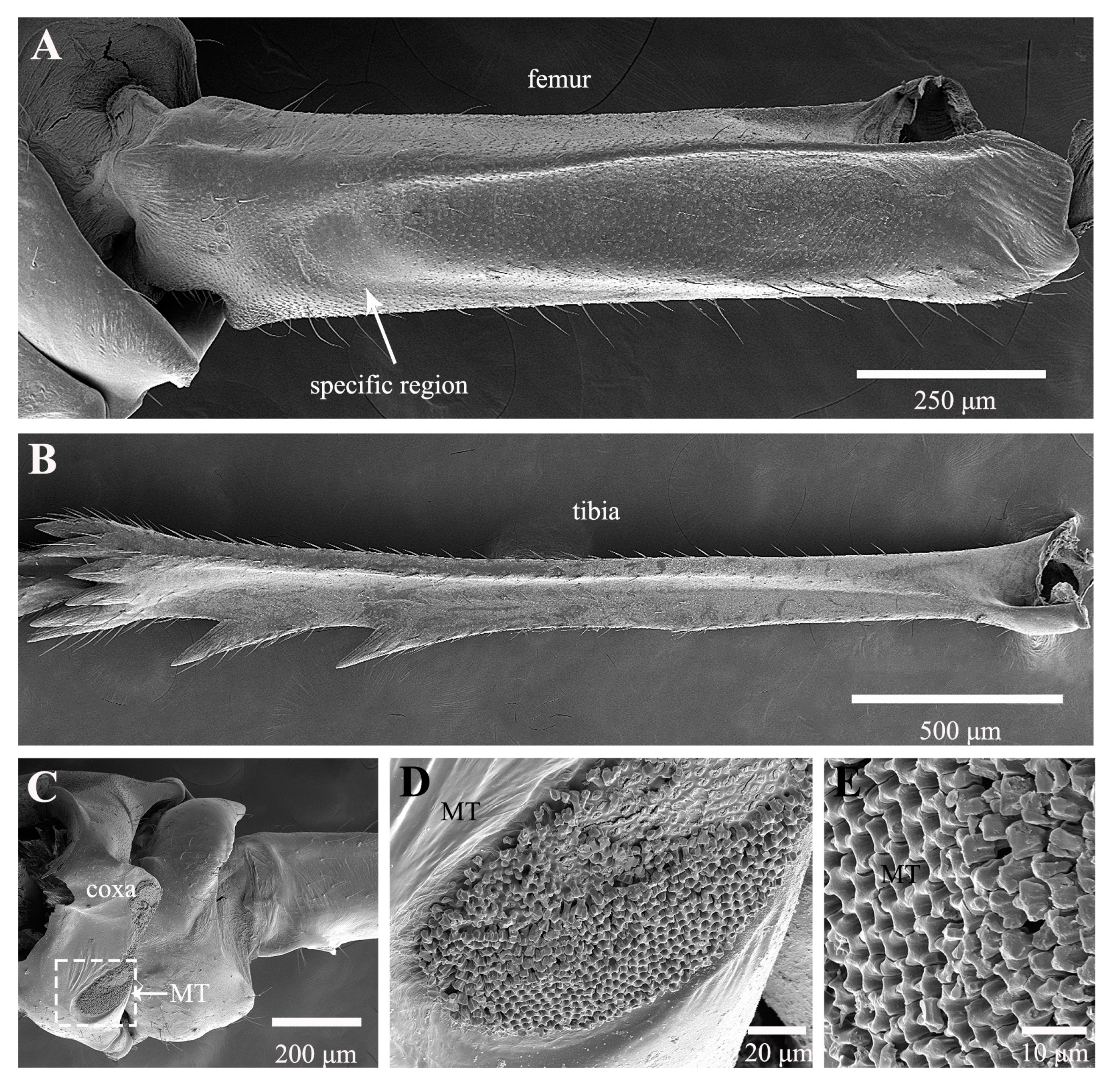 Biology 14 00418 g004 Biology 14 00418 g004