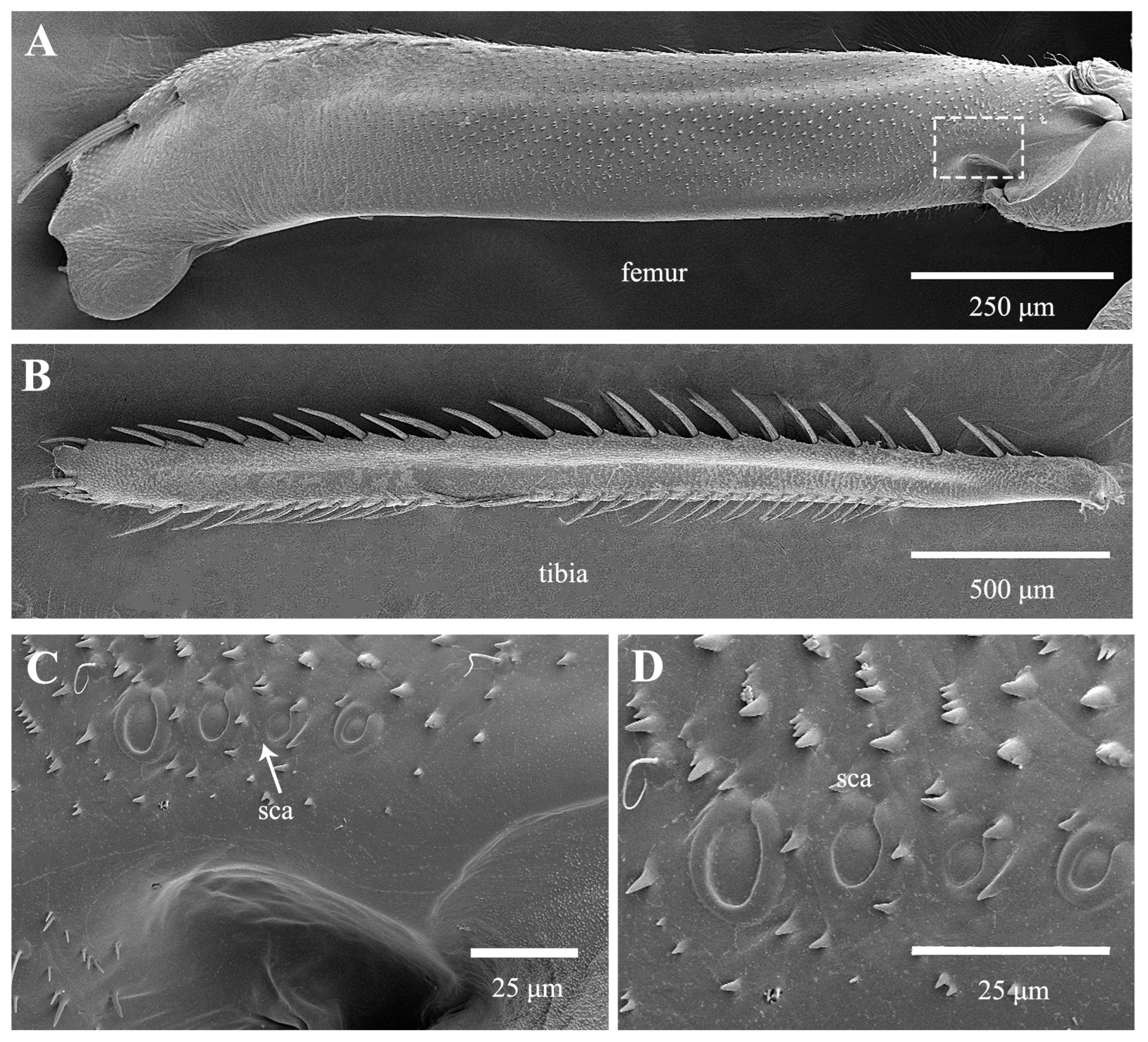 Biology 14 00418 g006 Biology 14 00418 g006