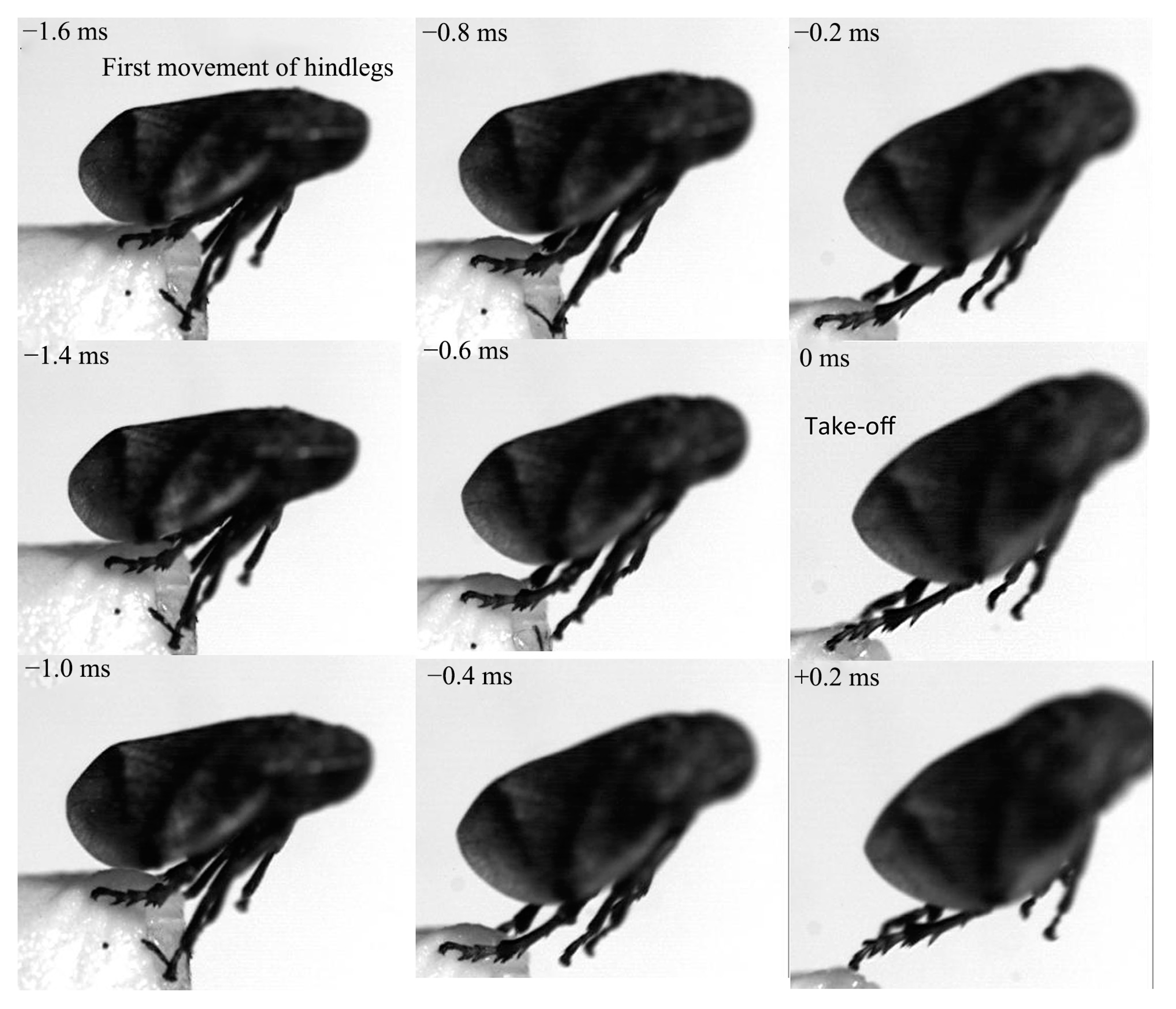 Biology 14 00418 g009 Biology 14 00418 g009