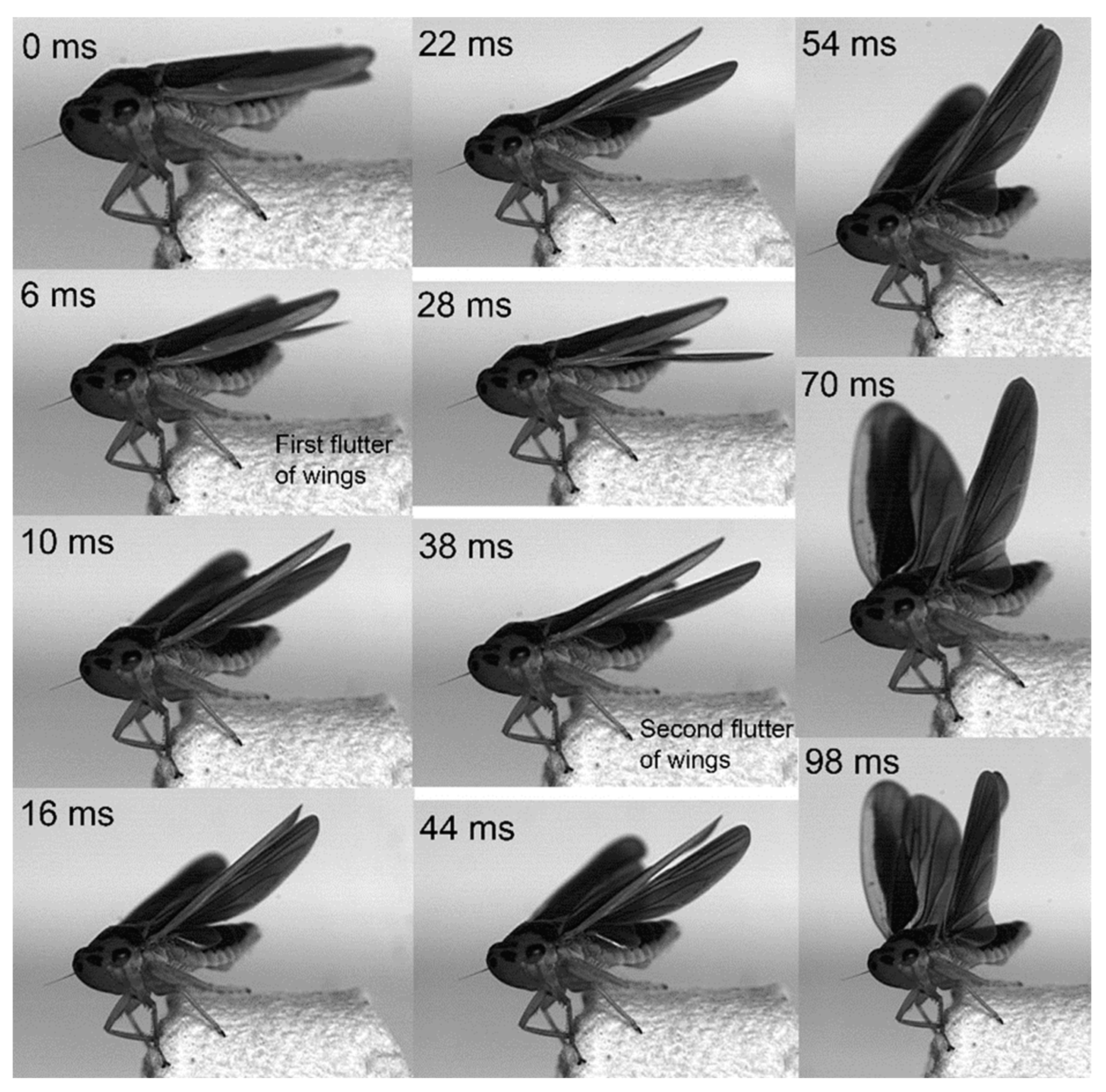 Biology 14 00418 g014 Biology 14 00418 g014