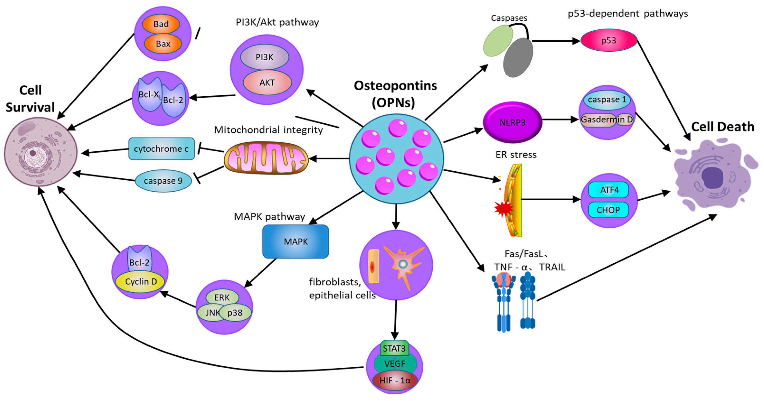 Biology 14 00428 g002