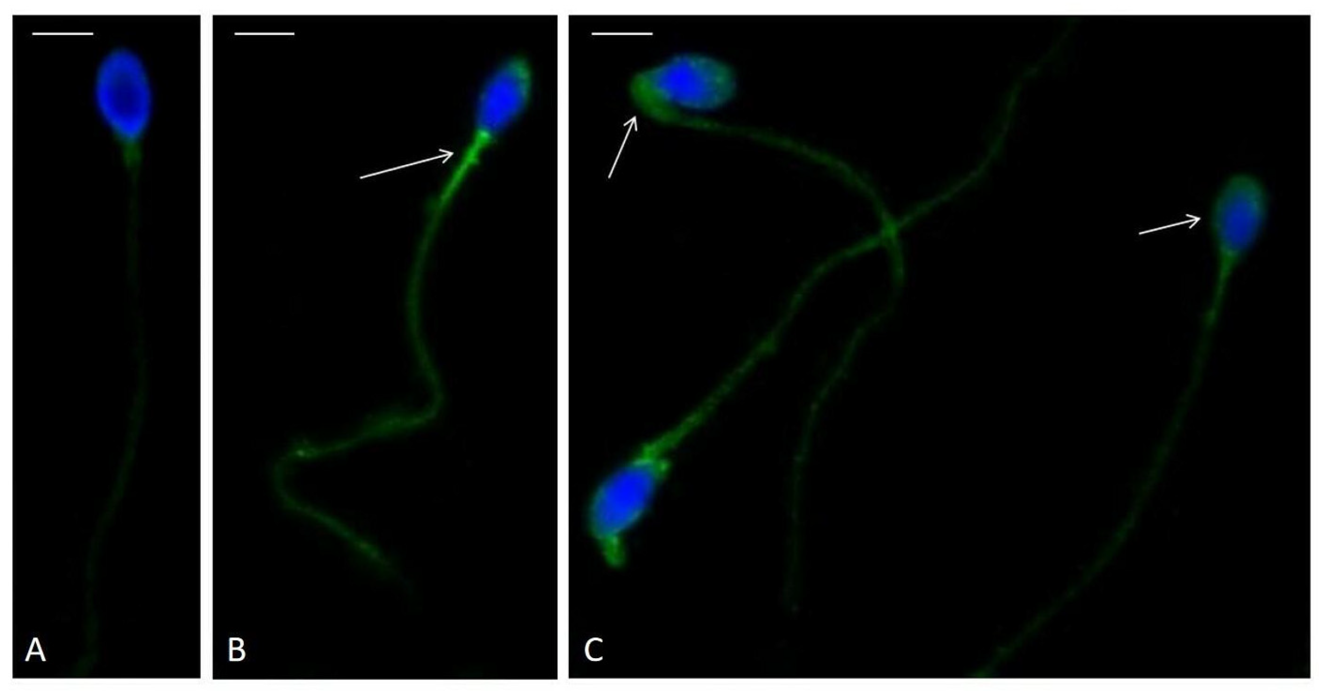 Biology 14 00450 g003