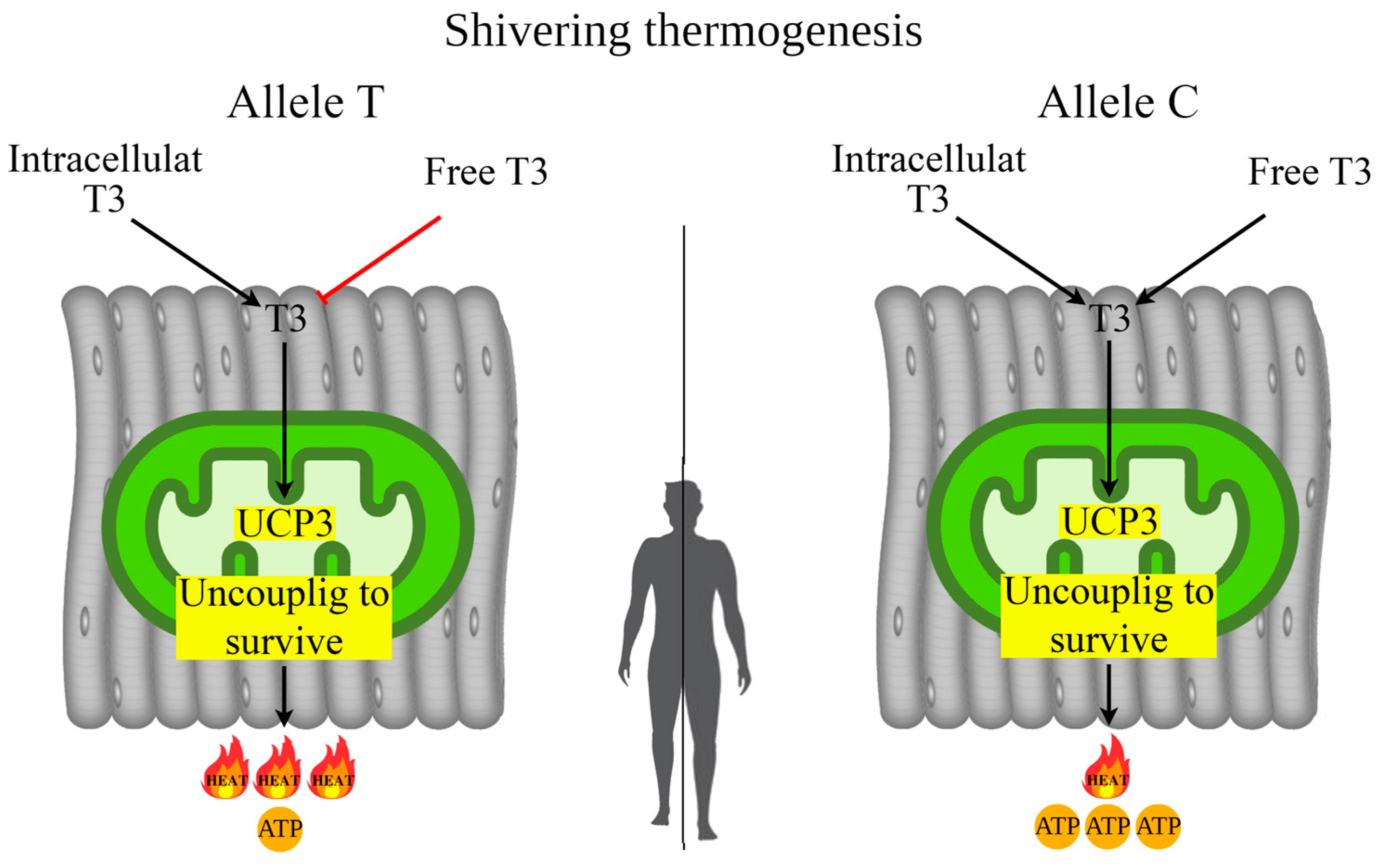 Biology 14 00454 g004 Biology 14 00454 g004