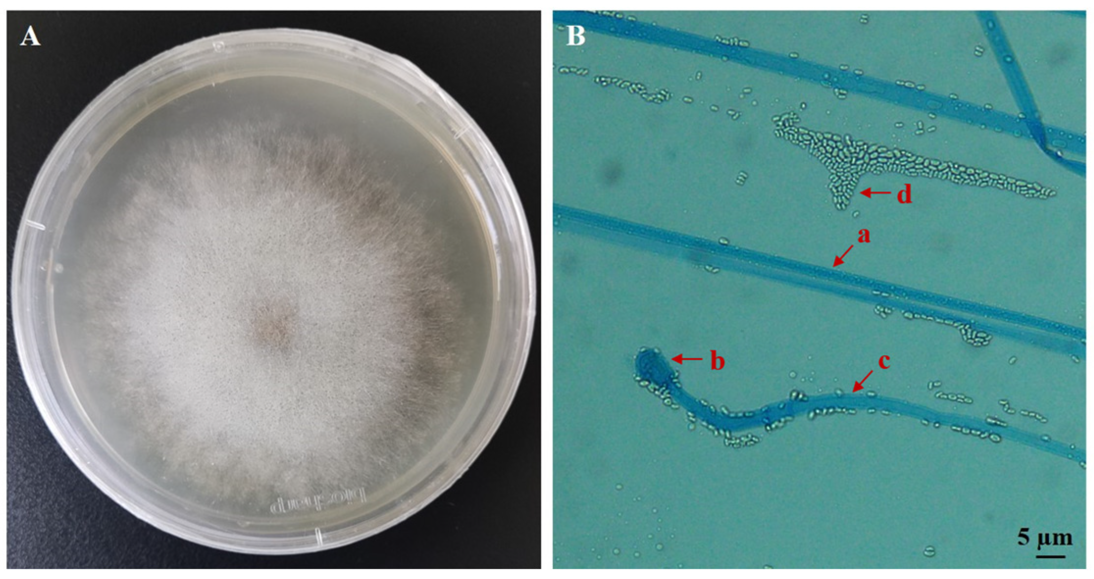 Biology 14 00467 g001