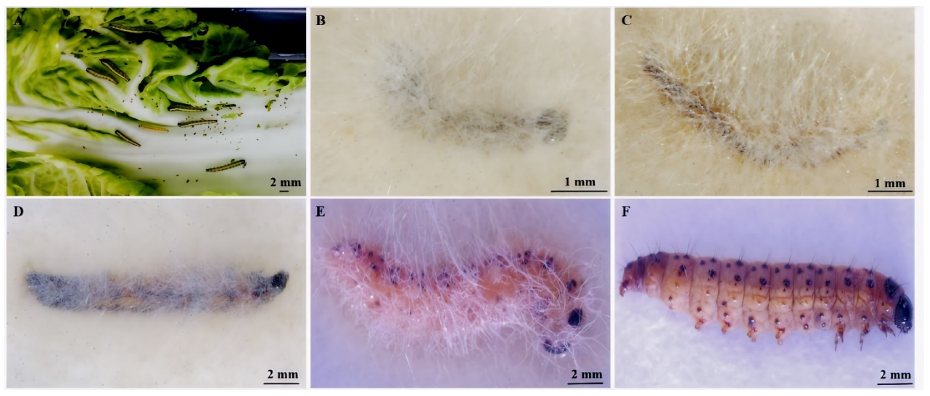 Biology 14 00467 g004