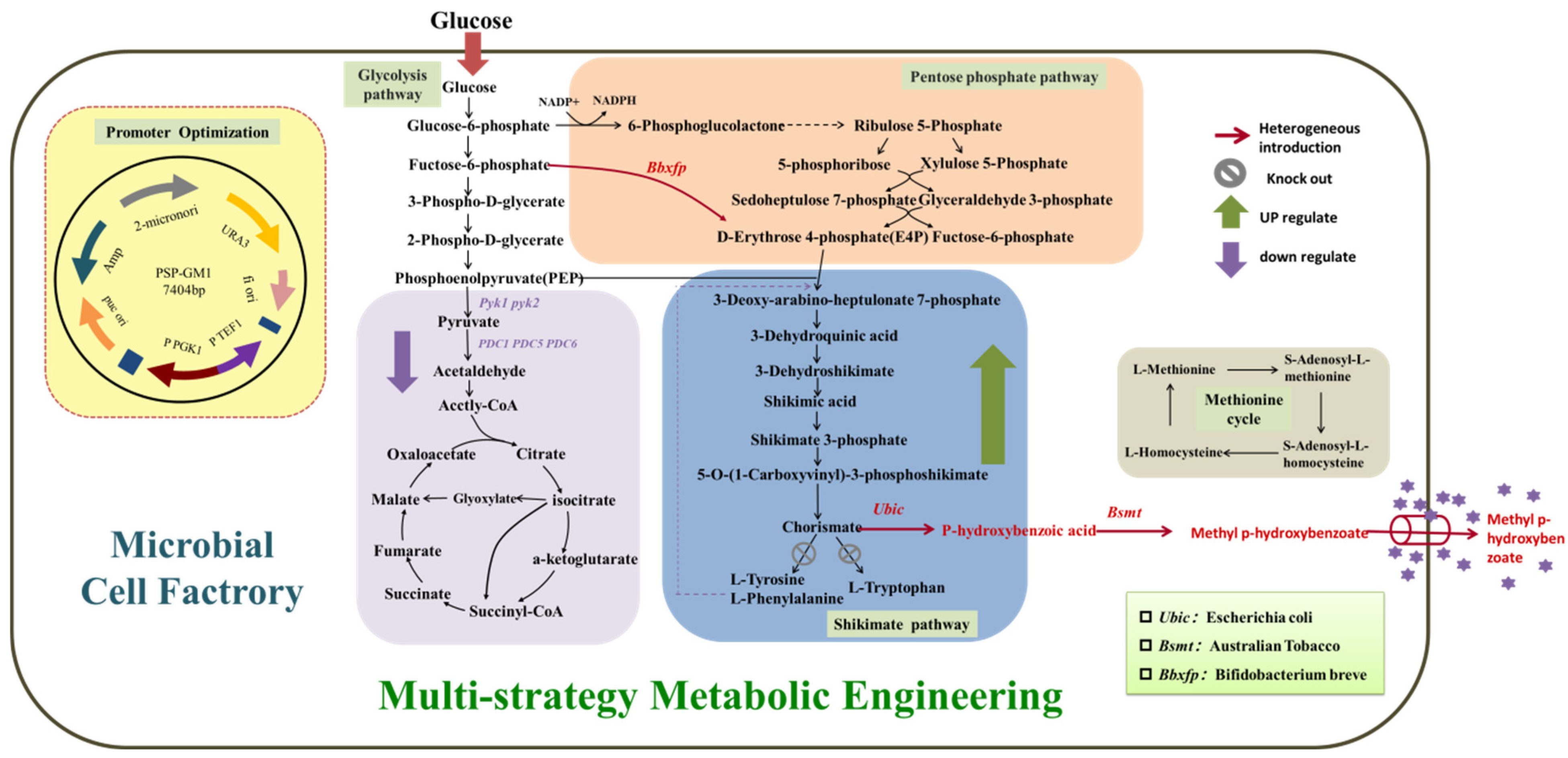 Biology 14 00469 g001