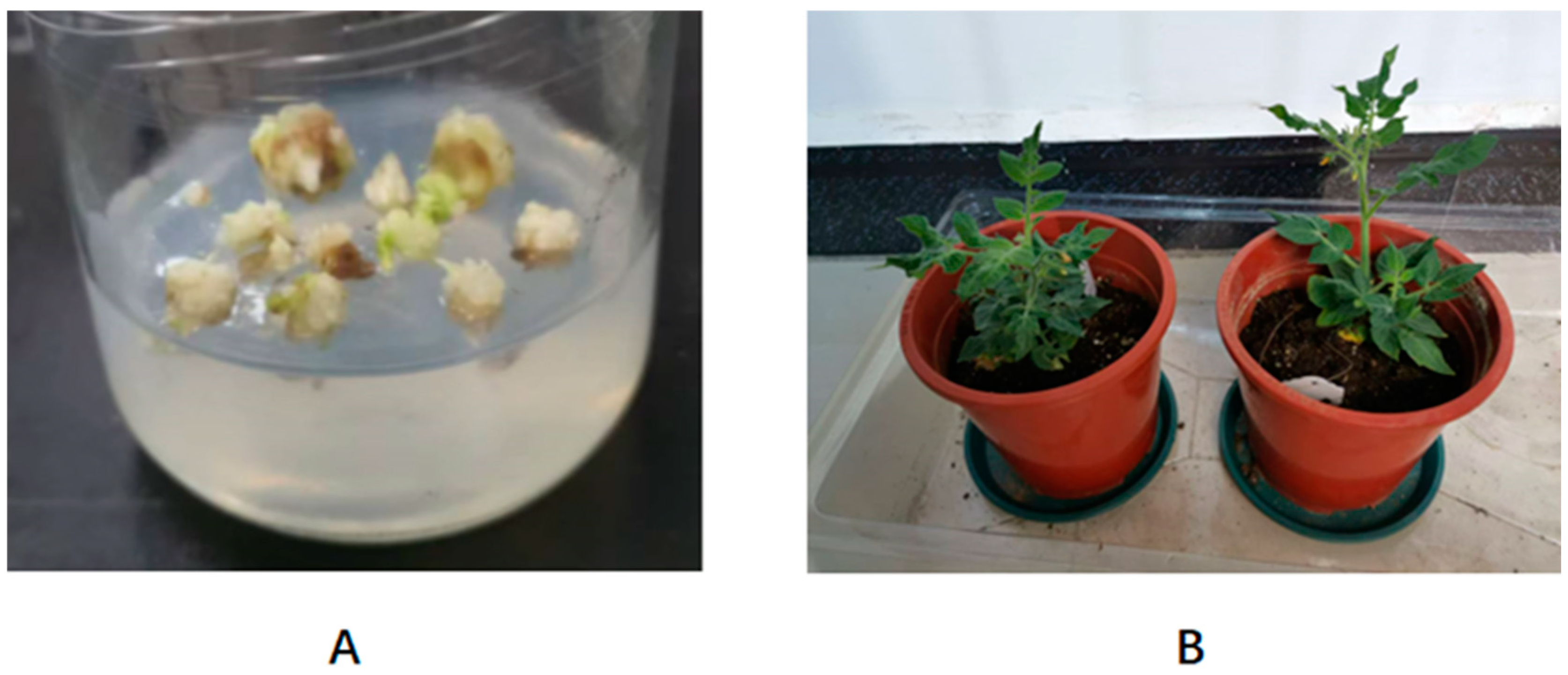 Biology 14 00474 g004