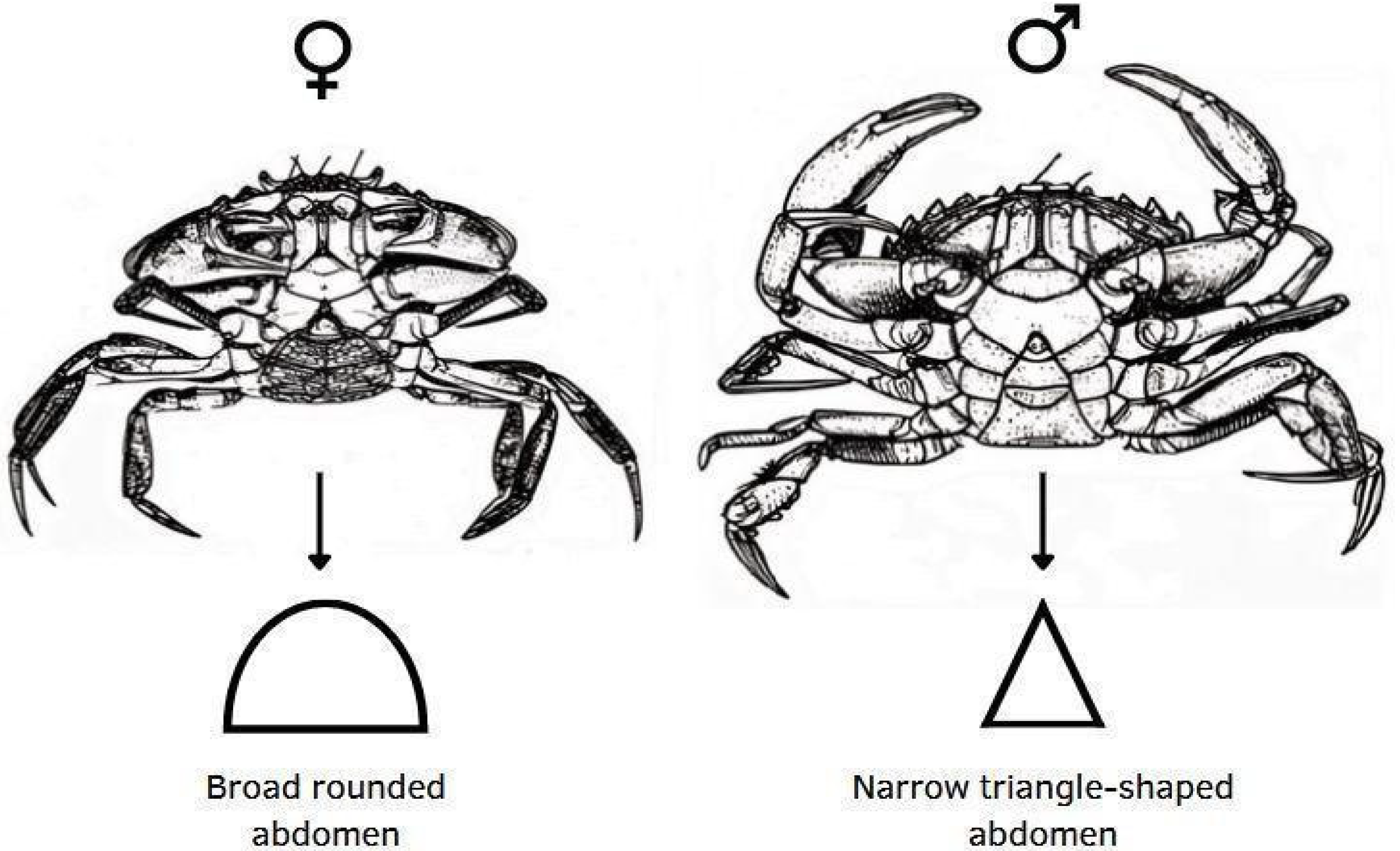 Biology 14 00480 g0a1