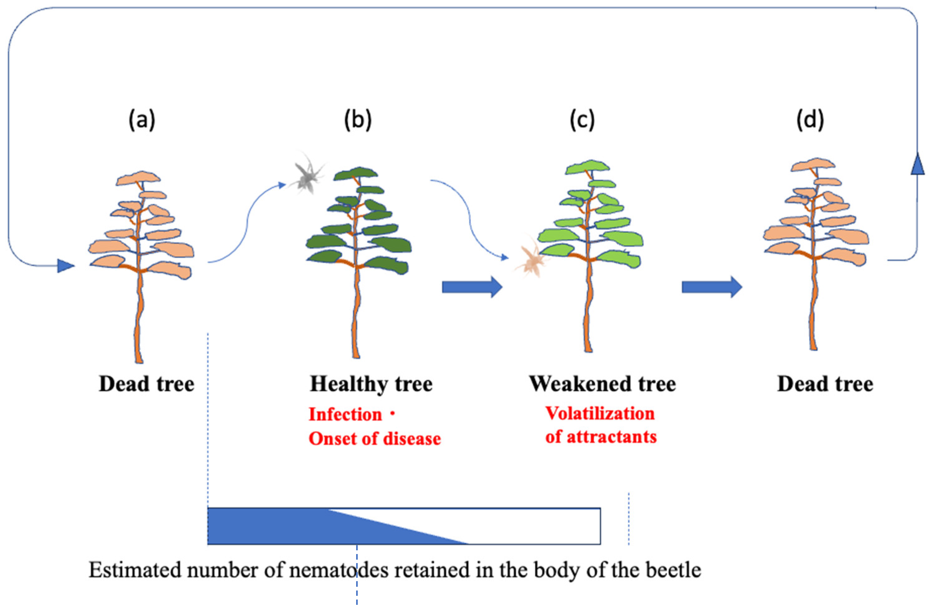 Biology 14 00485 g001