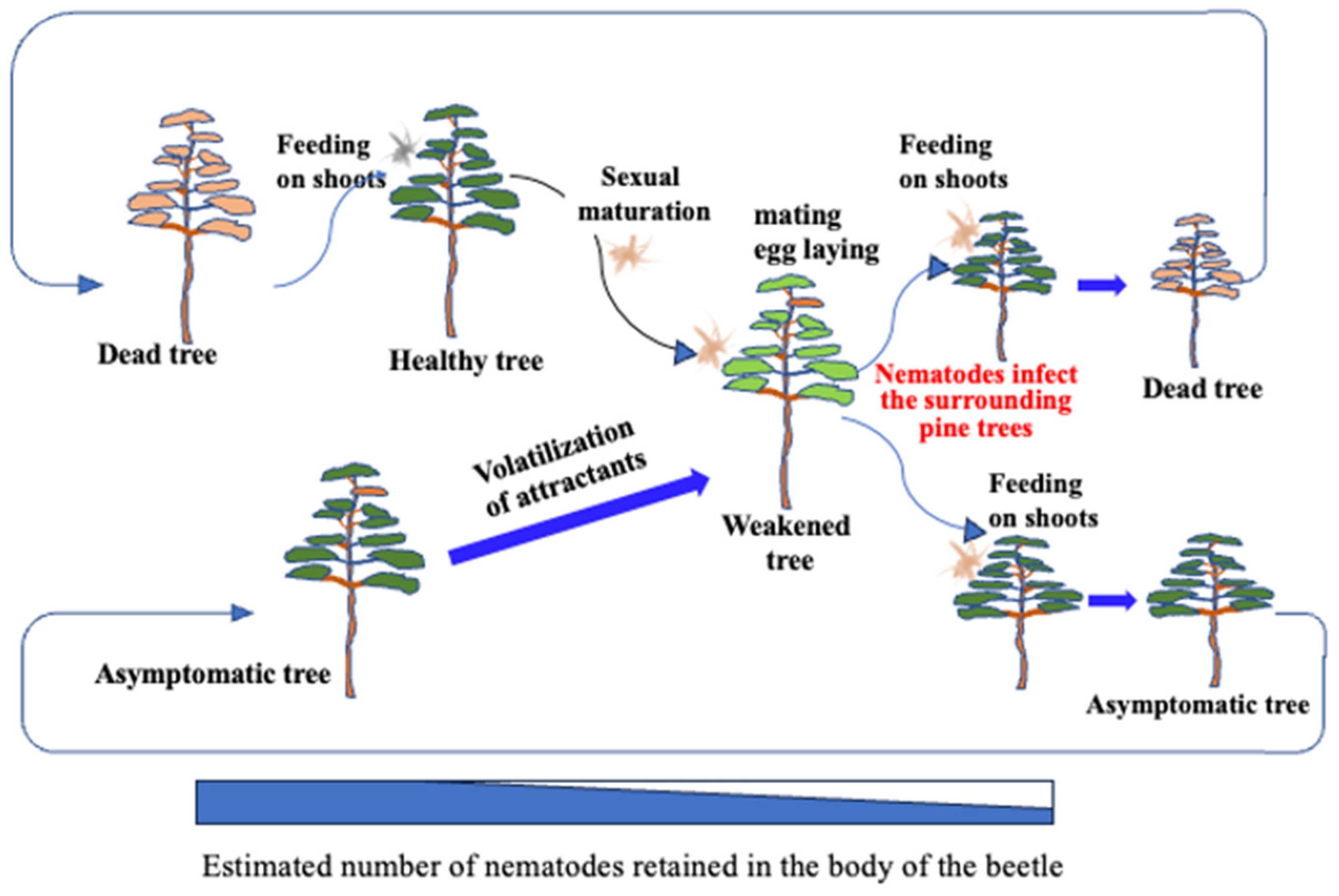 Biology 14 00485 g010