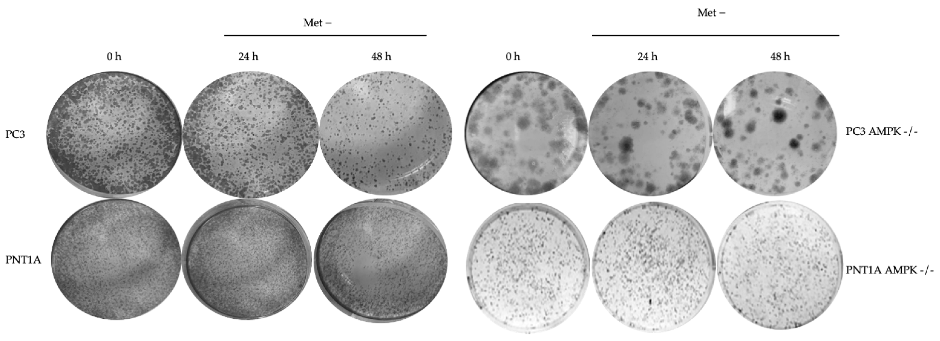Biology 14 00507 g004