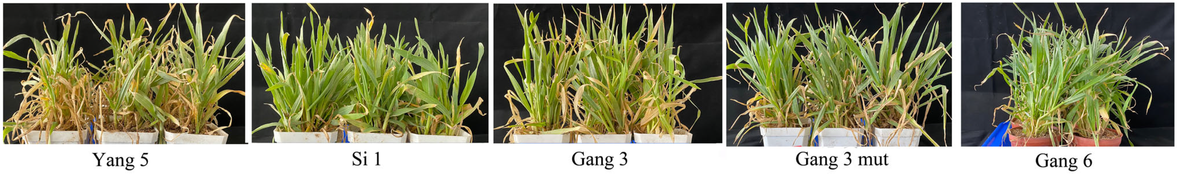 Biology 14 00508 g008