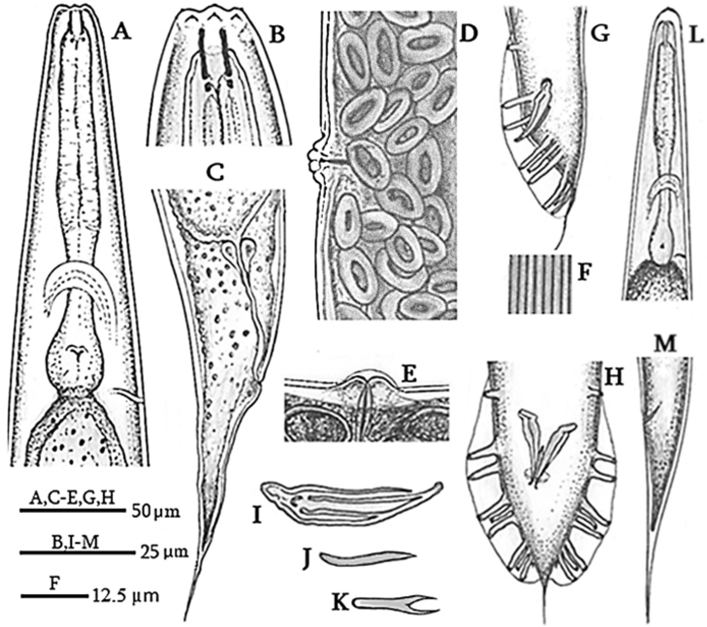 Biology 14 00512 g001