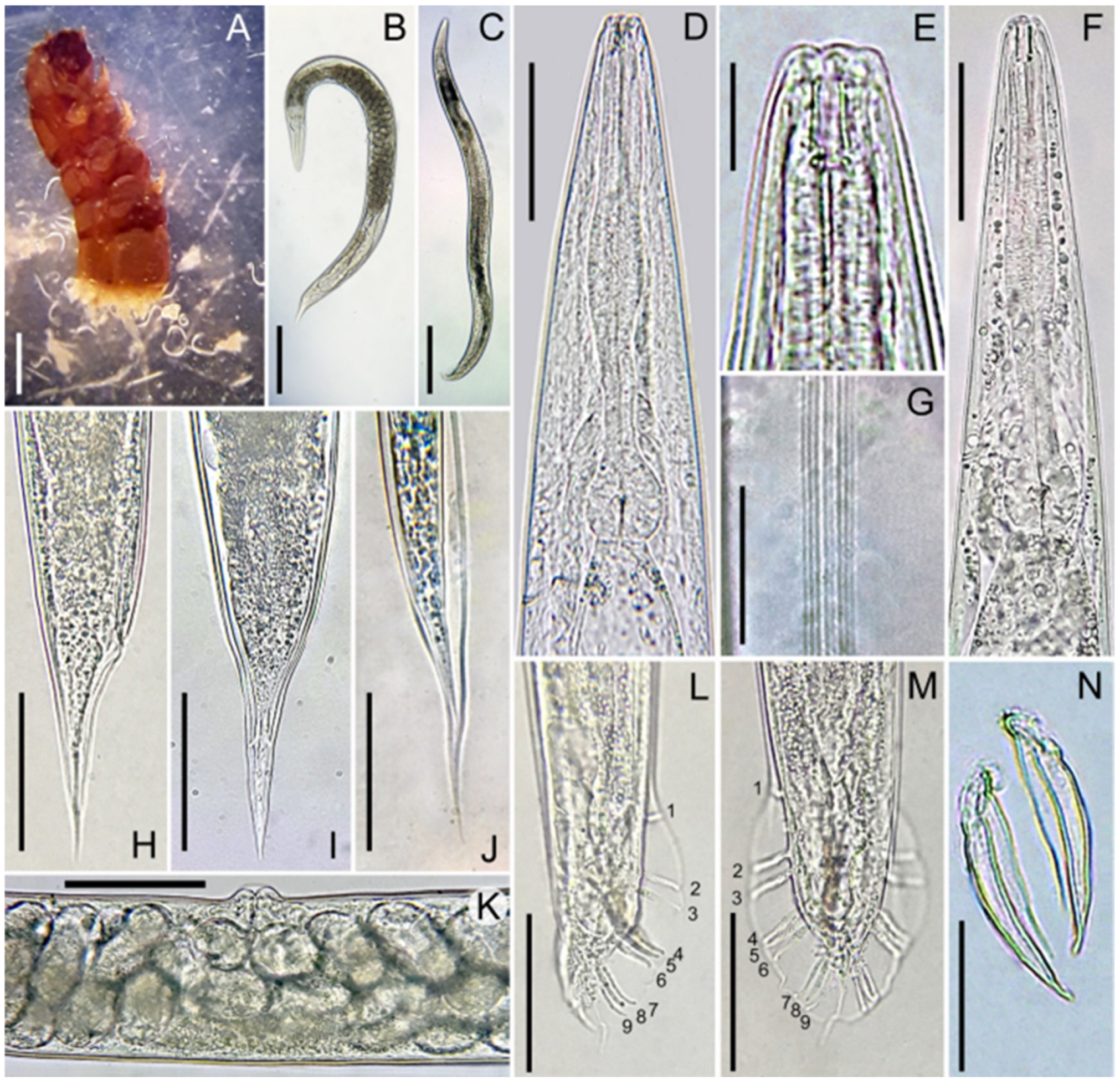 Biology 14 00512 g002