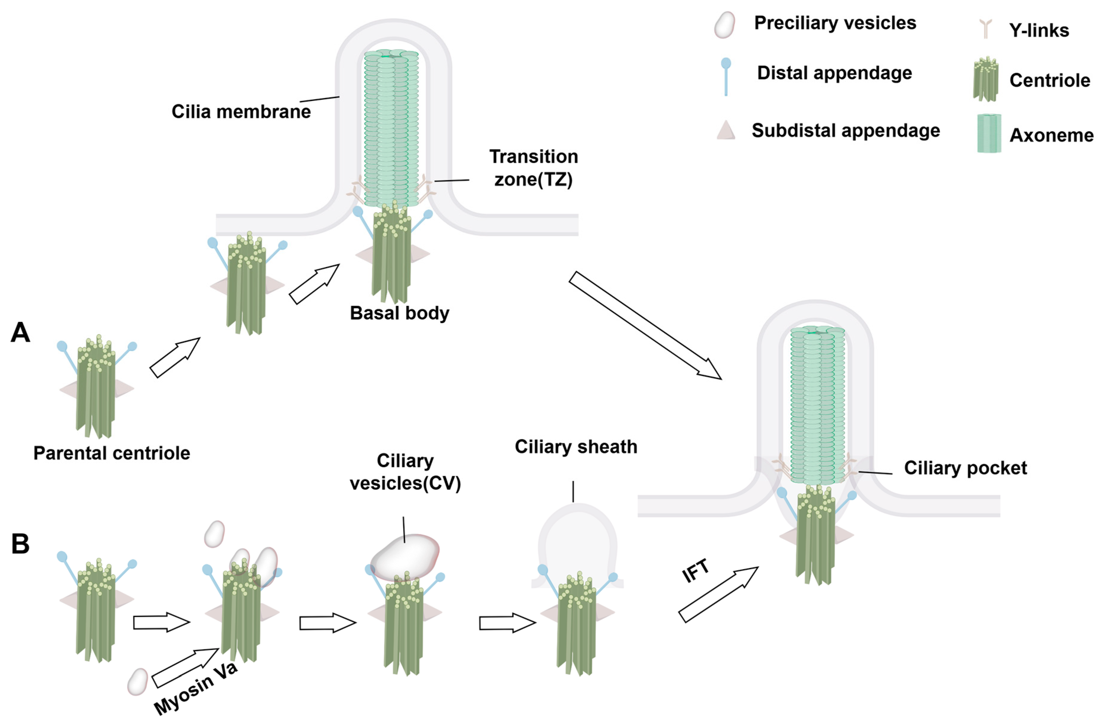 Biology 14 00521 g002