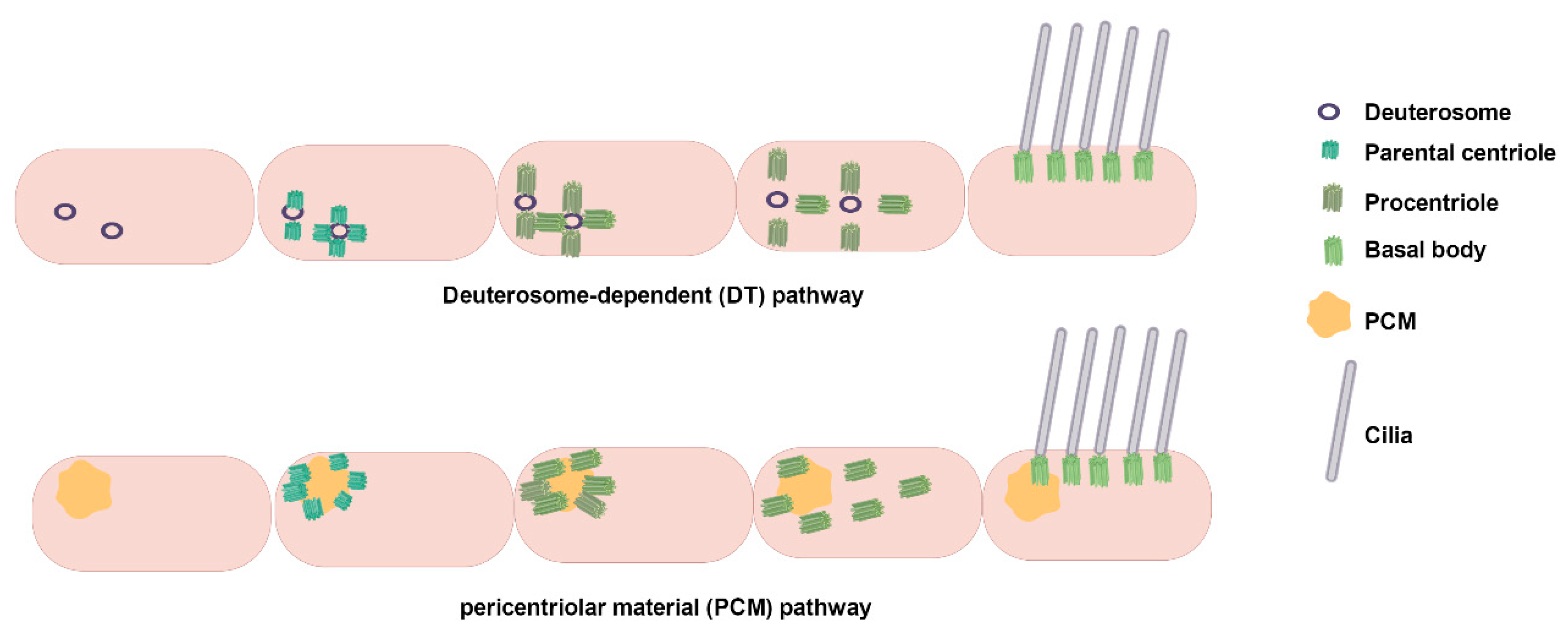 Biology 14 00521 g003