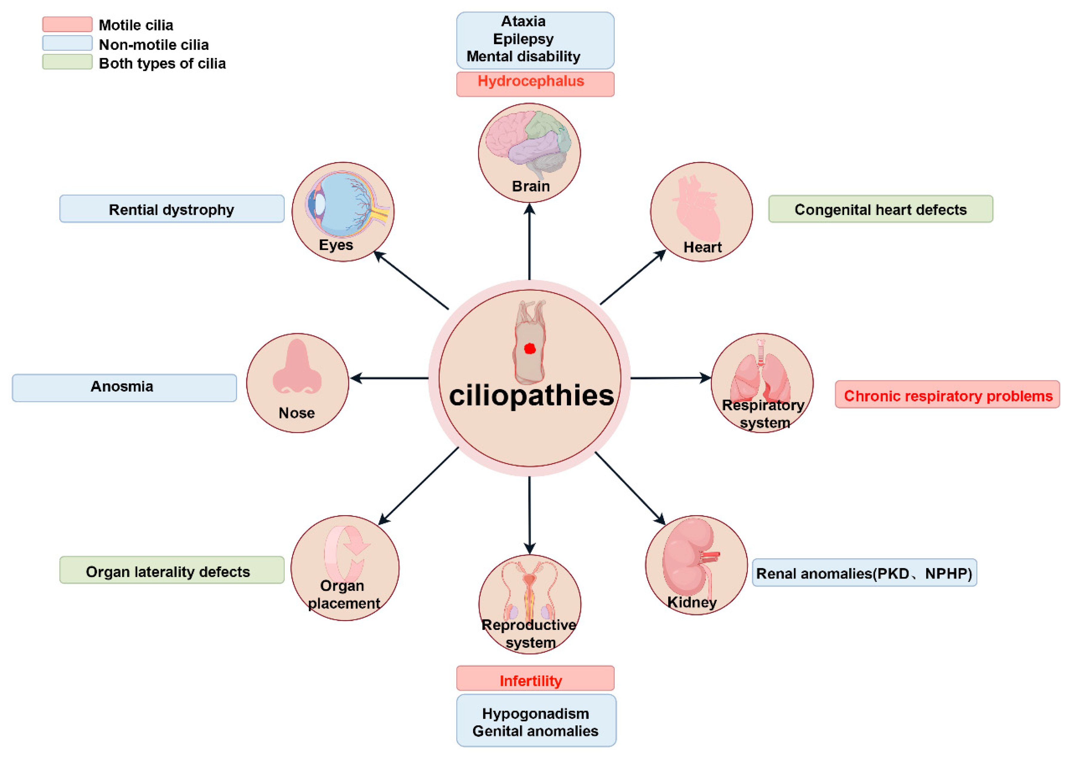 Biology 14 00521 g004