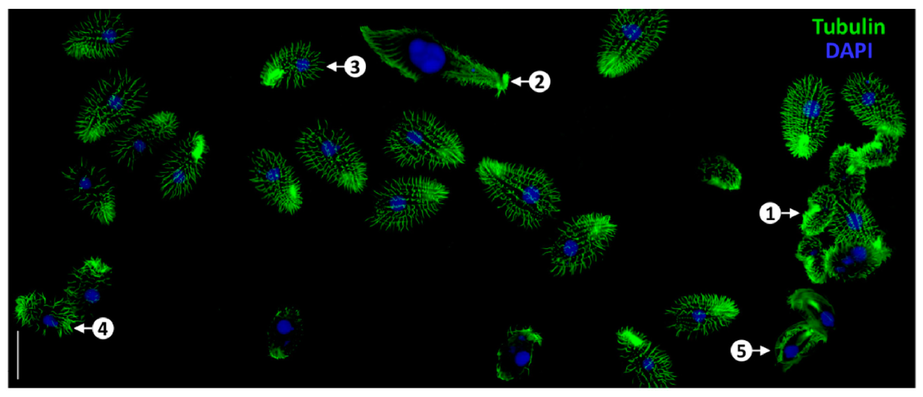 Biology 14 00521 g006
