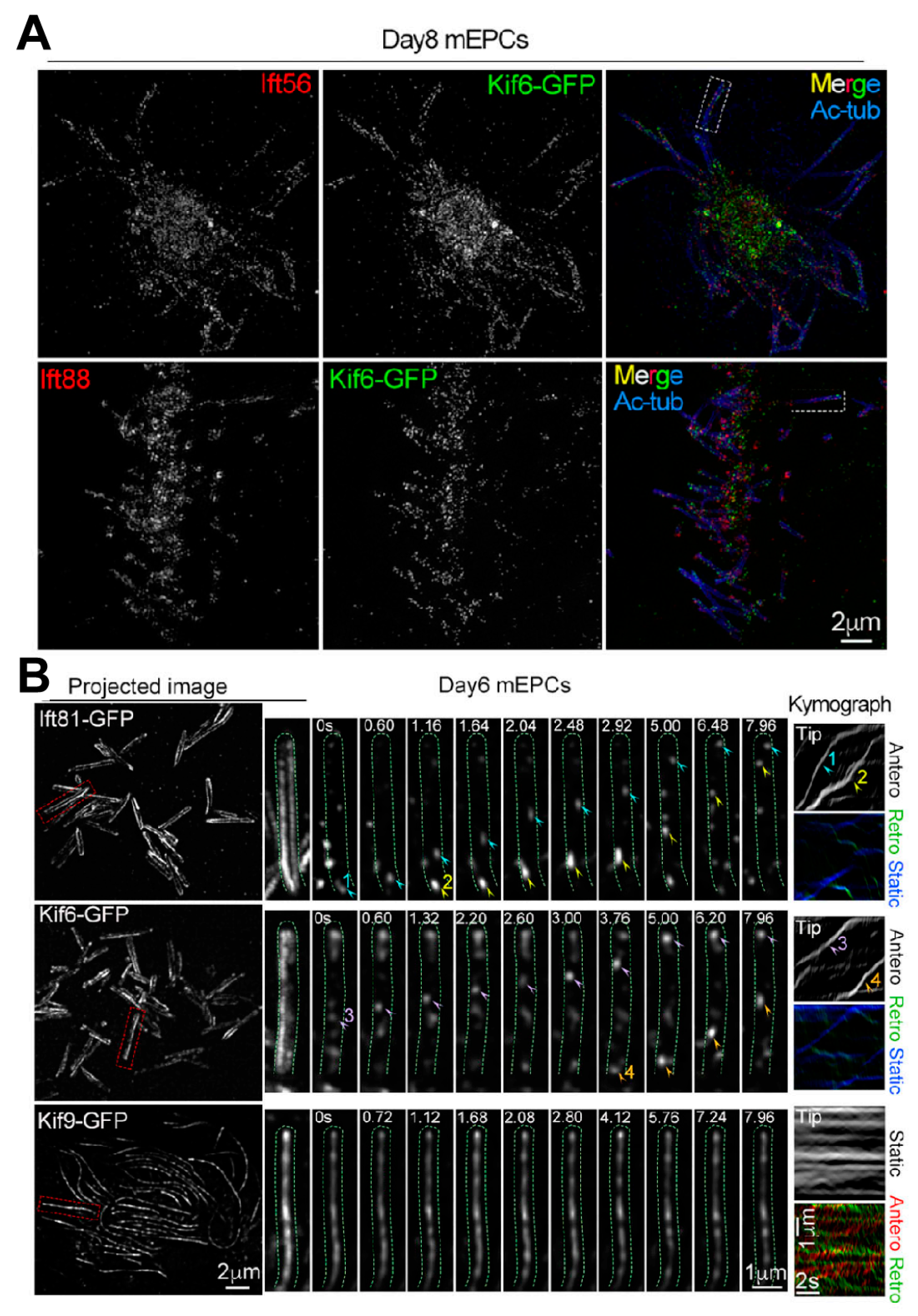 Biology 14 00521 g008