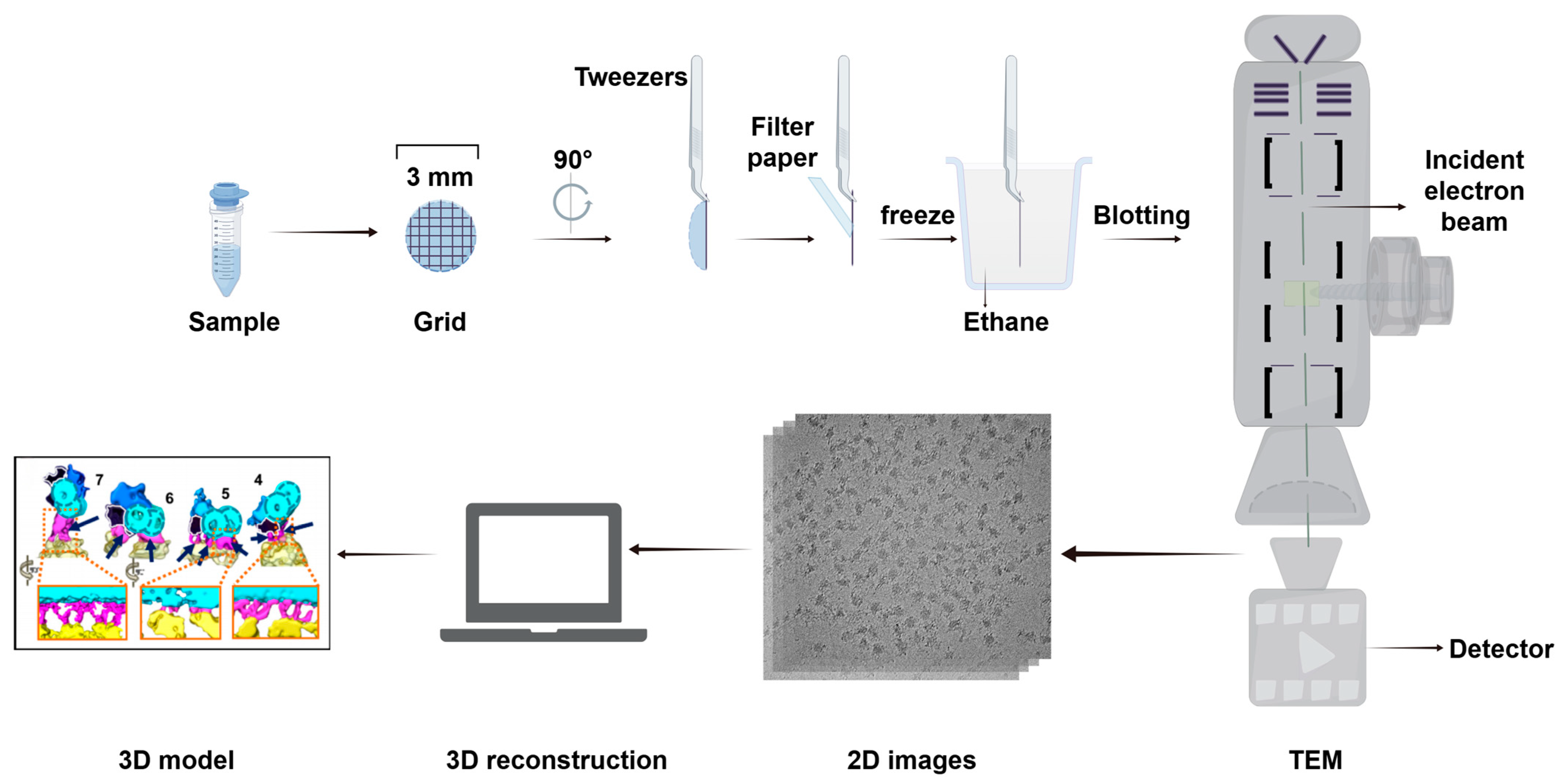 Biology 14 00521 g009