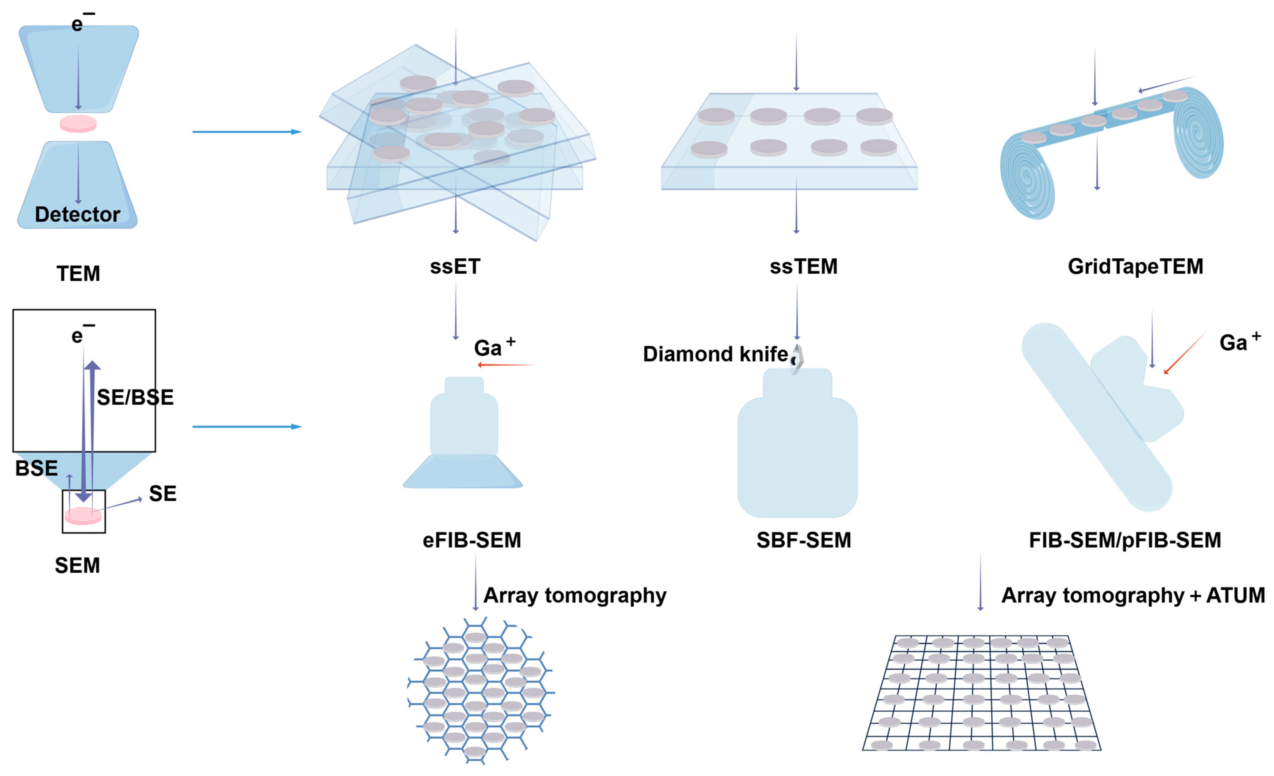 Biology 14 00521 g012