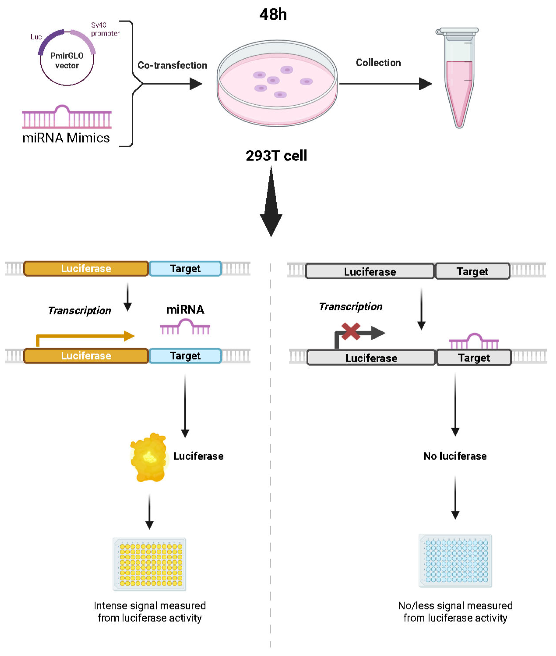 Biology 14 00526 g001