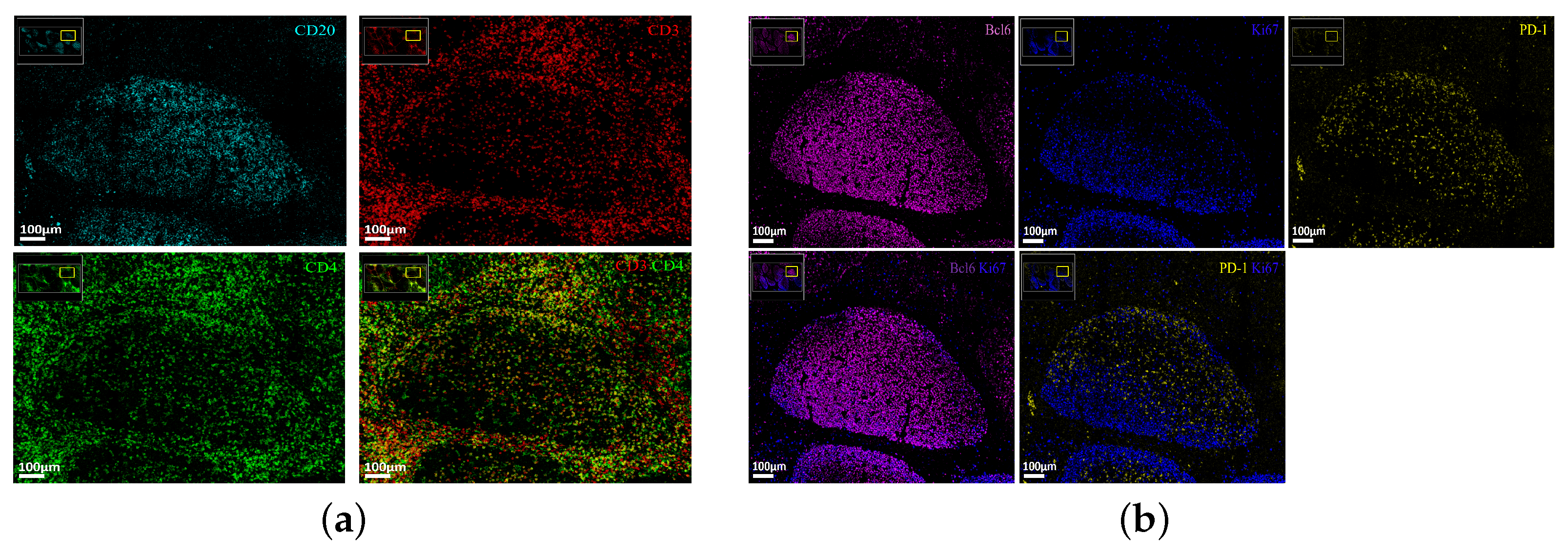 Biology 14 00530 g001