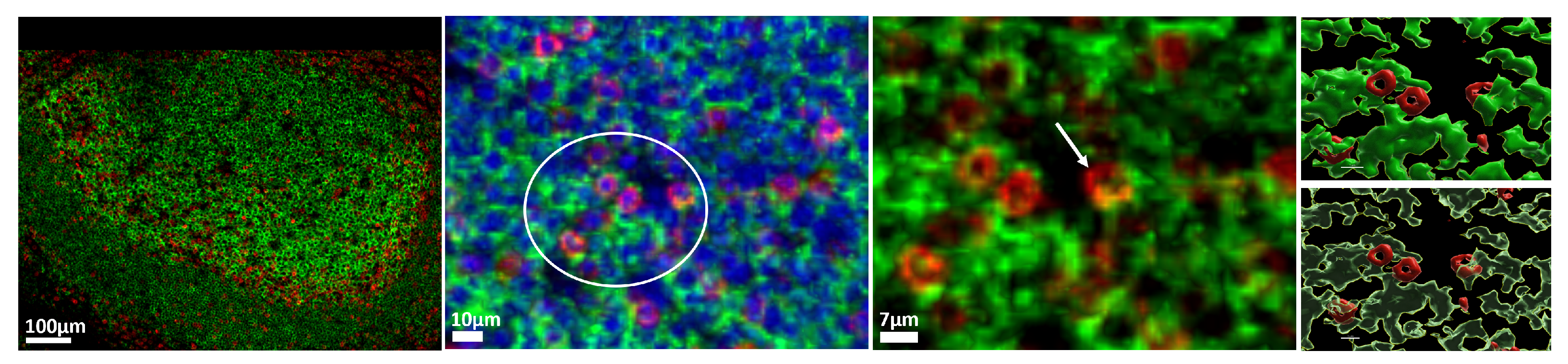 Biology 14 00530 g002