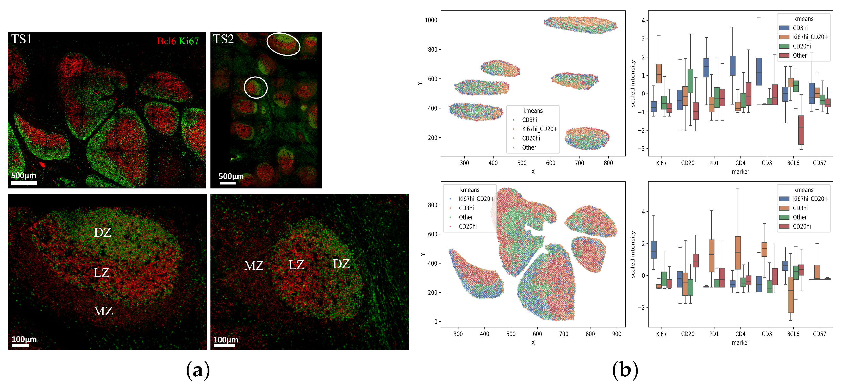 Biology 14 00530 g004