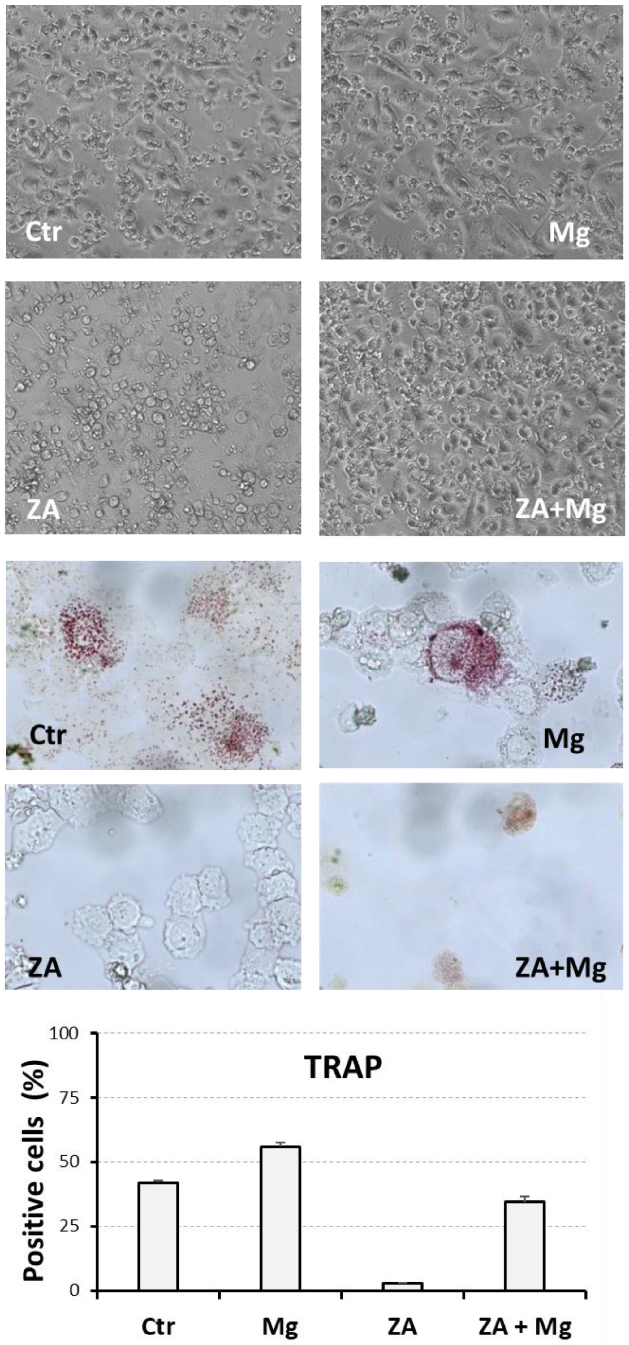Biology 14 00533 g006