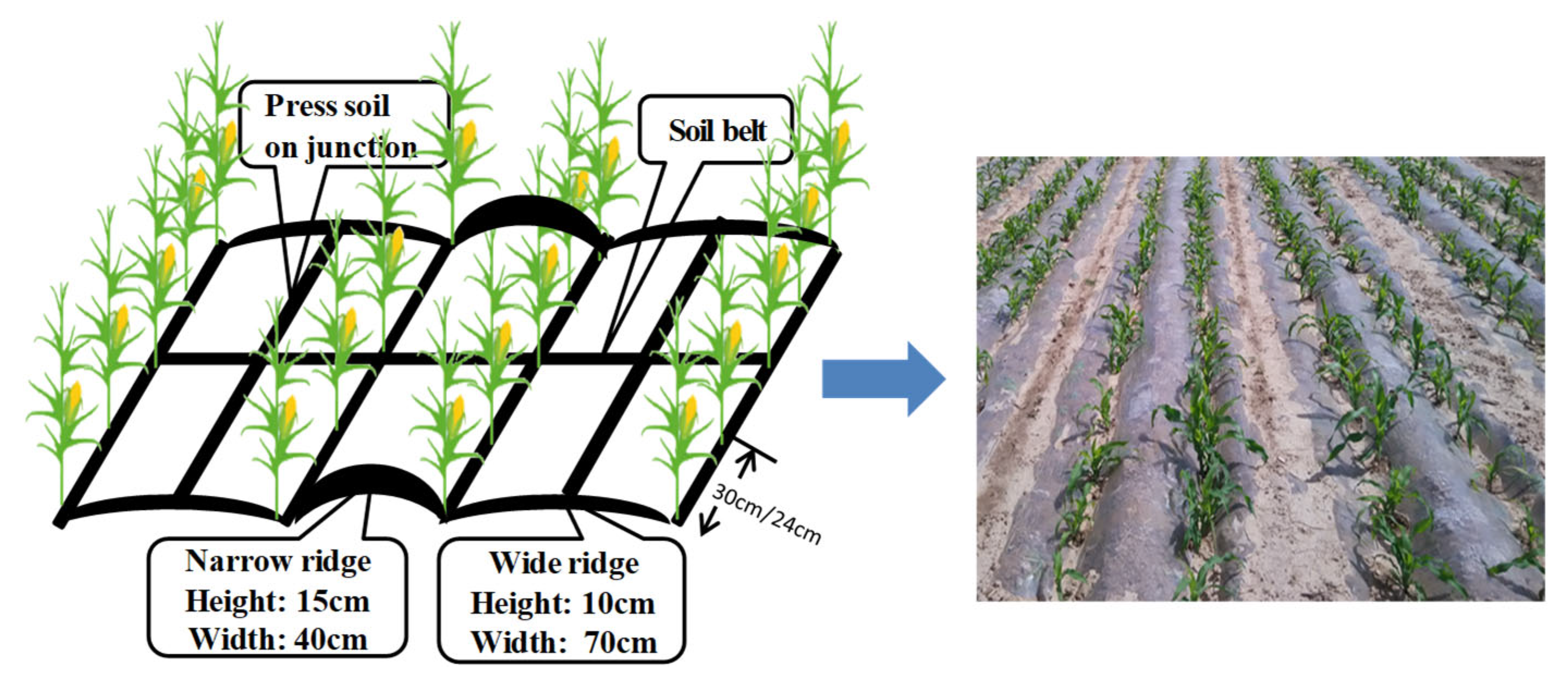 Deep Fertilization Enhances Crude Protein Content in Forage