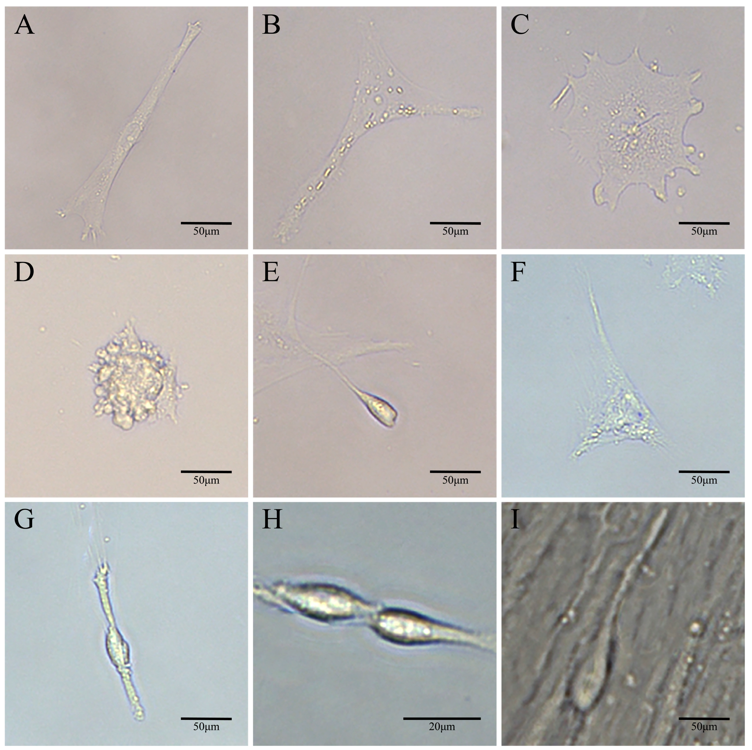 Biology 14 00536 g008 Biology 14 00536 g008