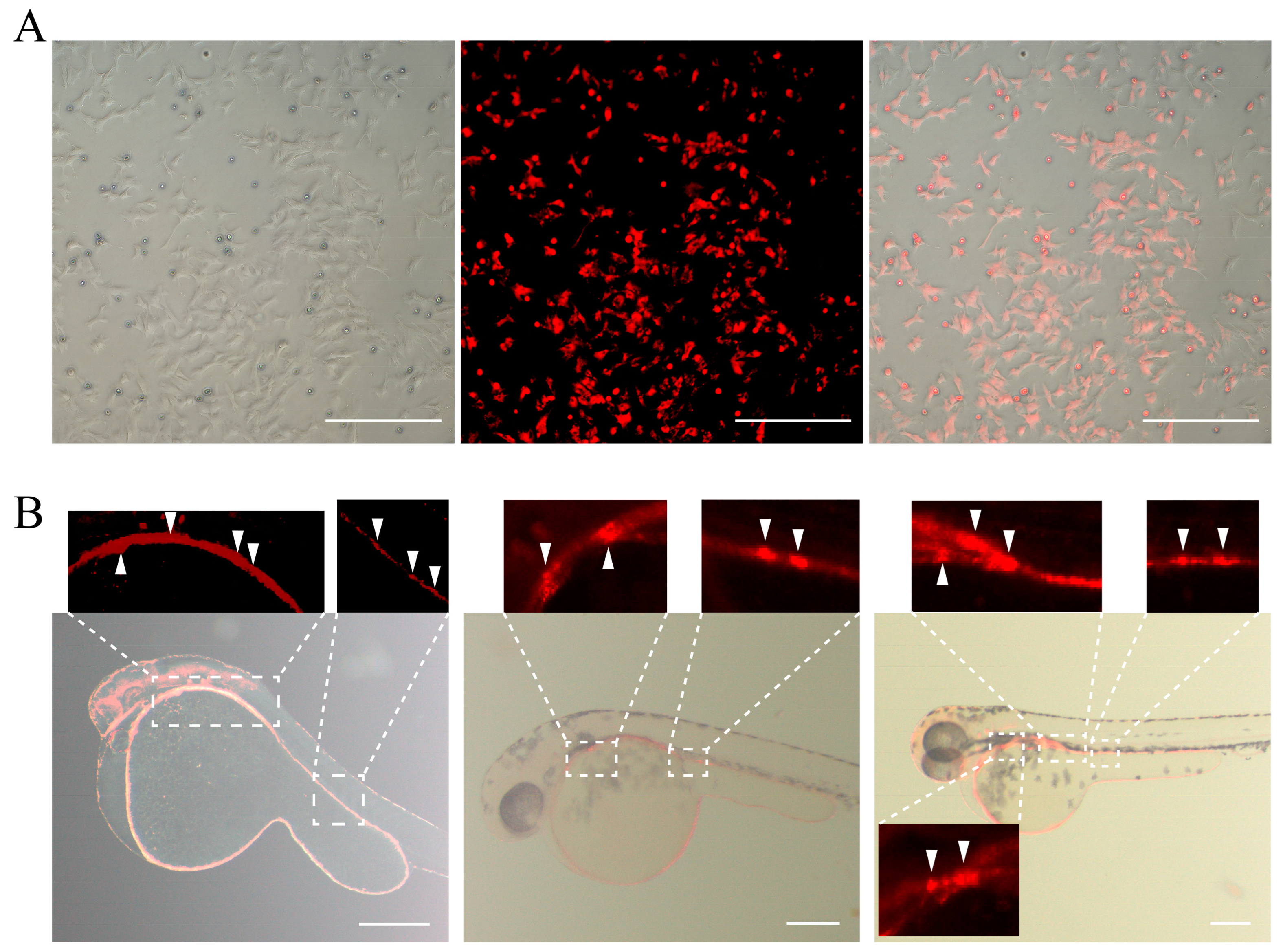 Biology 14 00536 g009 Biology 14 00536 g009