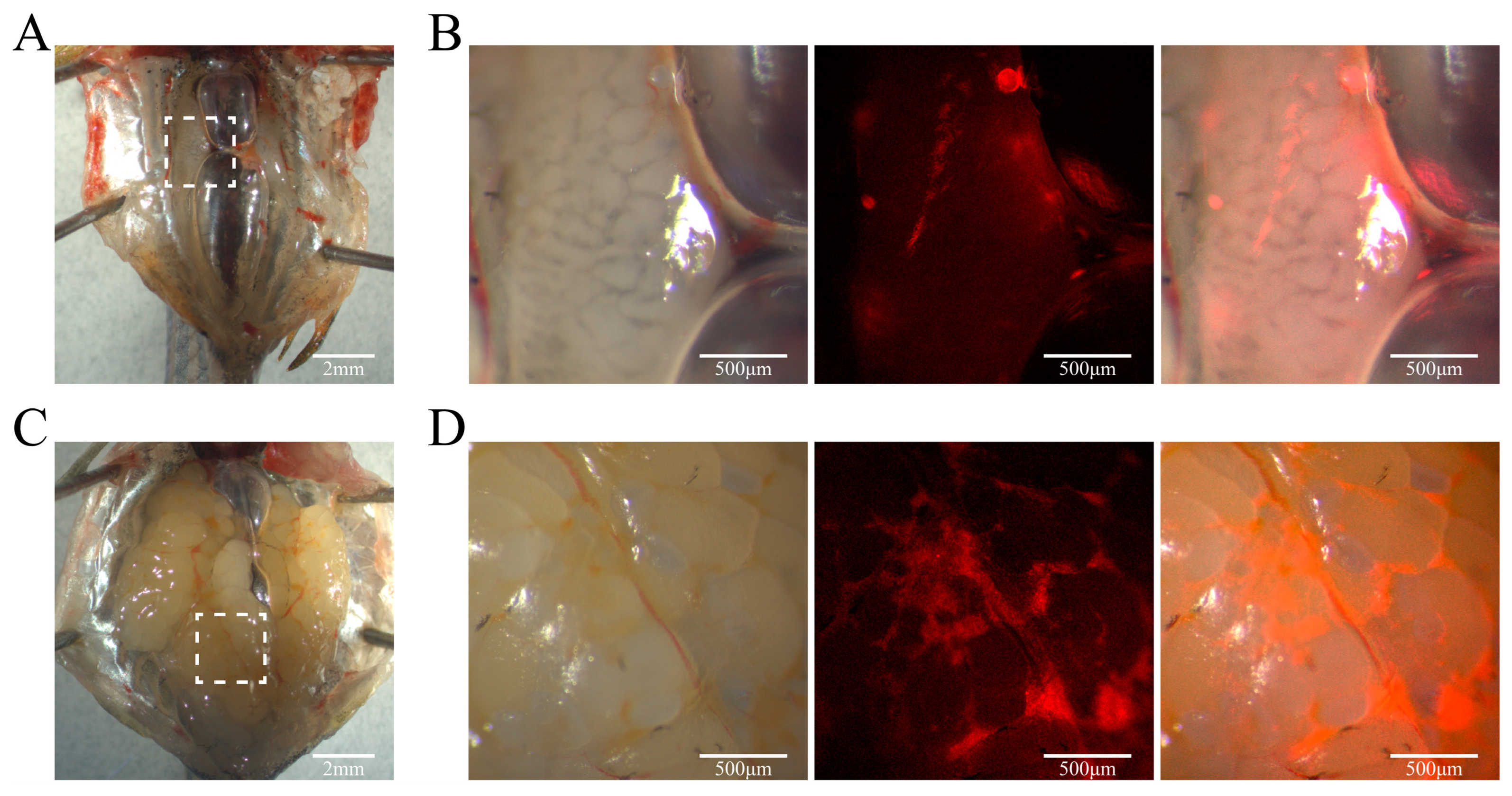 Biology 14 00536 g010 Biology 14 00536 g010