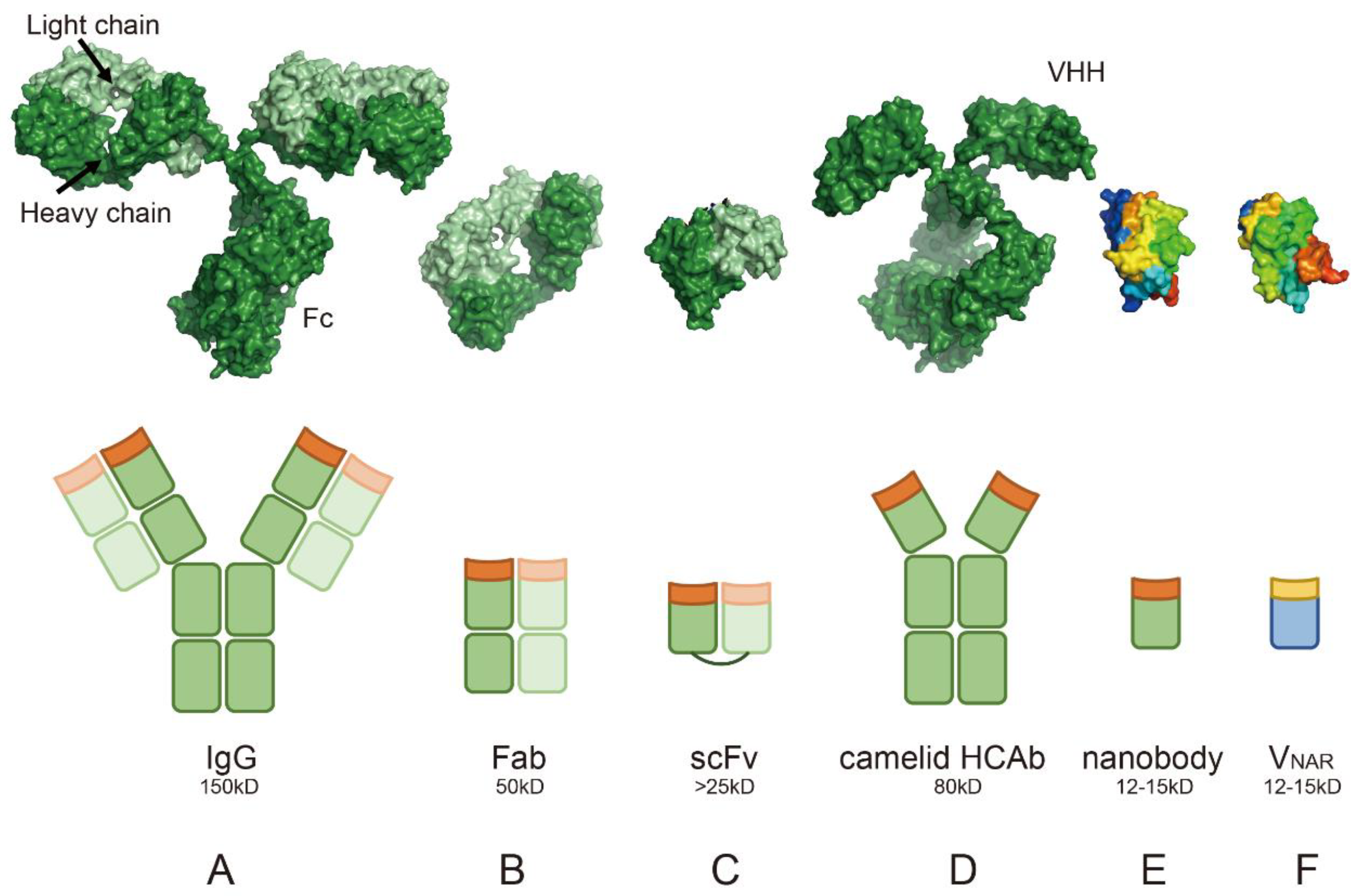 Biology 14 00547 g001