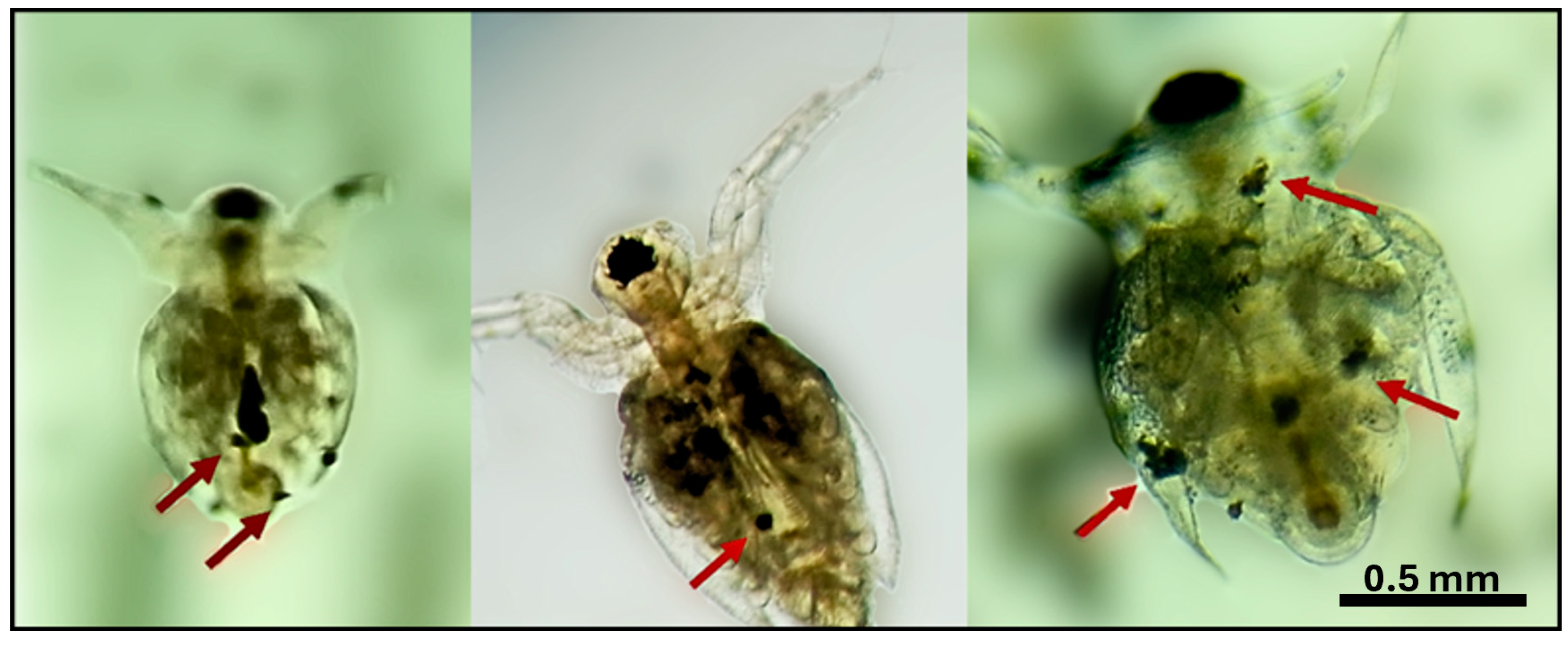 Biology 14 00555 g006