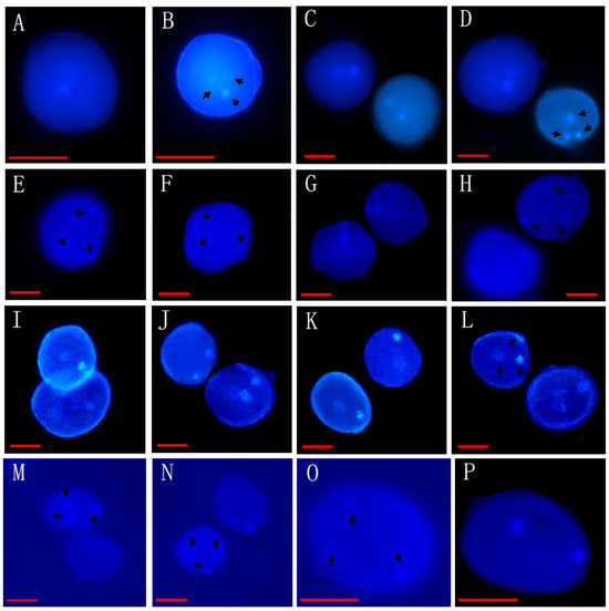 大切な人へのギフト探し Bicellular of Coexistence The and Might Pollen Tricellular トップス