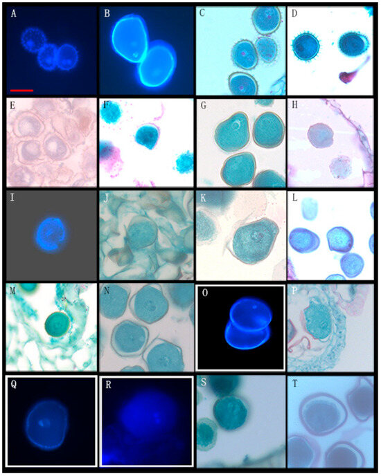 The Coexistence of Bicellular and Tricellular Pollen Might