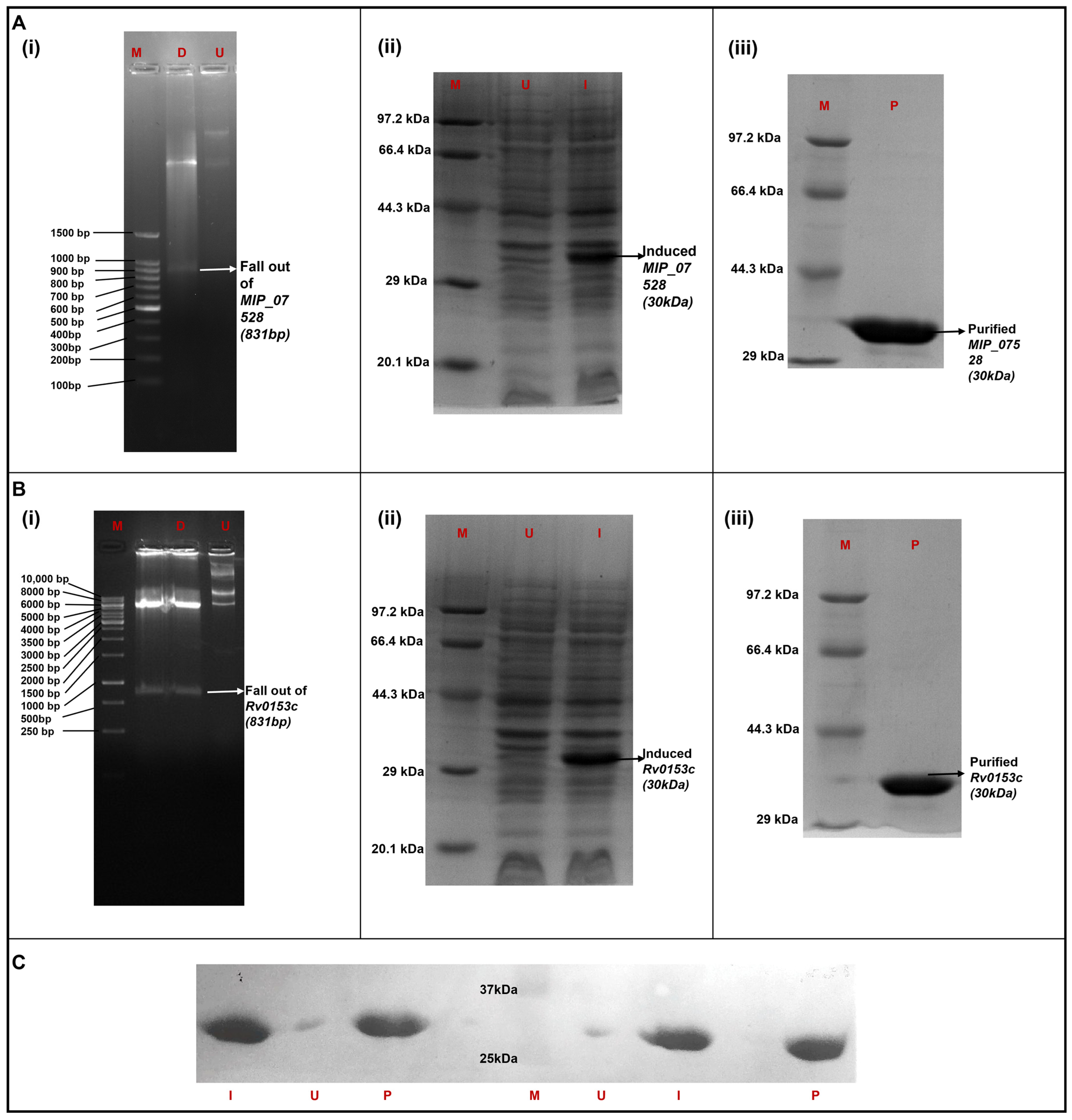 Biology 14 00565 g003
