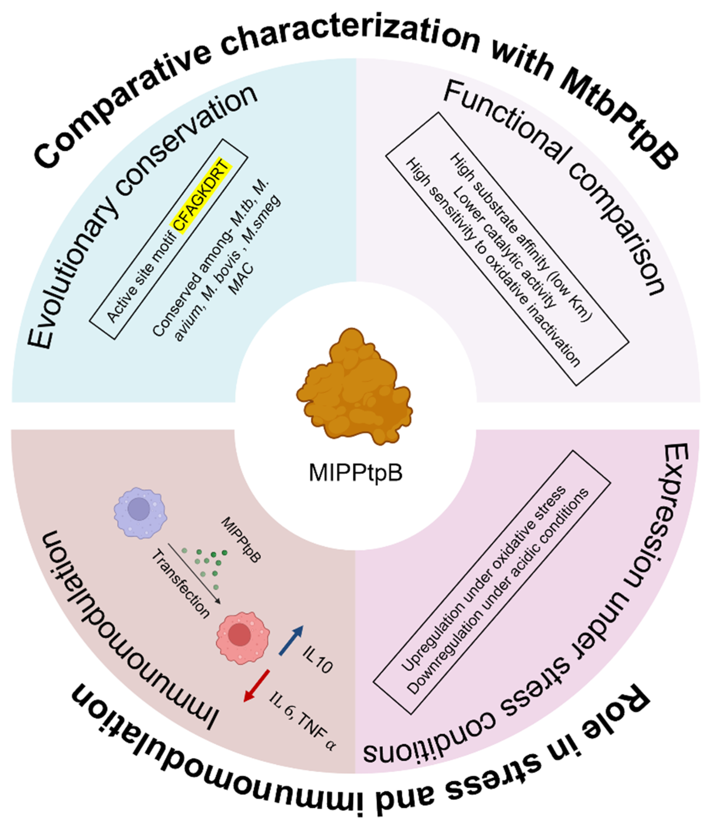Biology 14 00565 g007