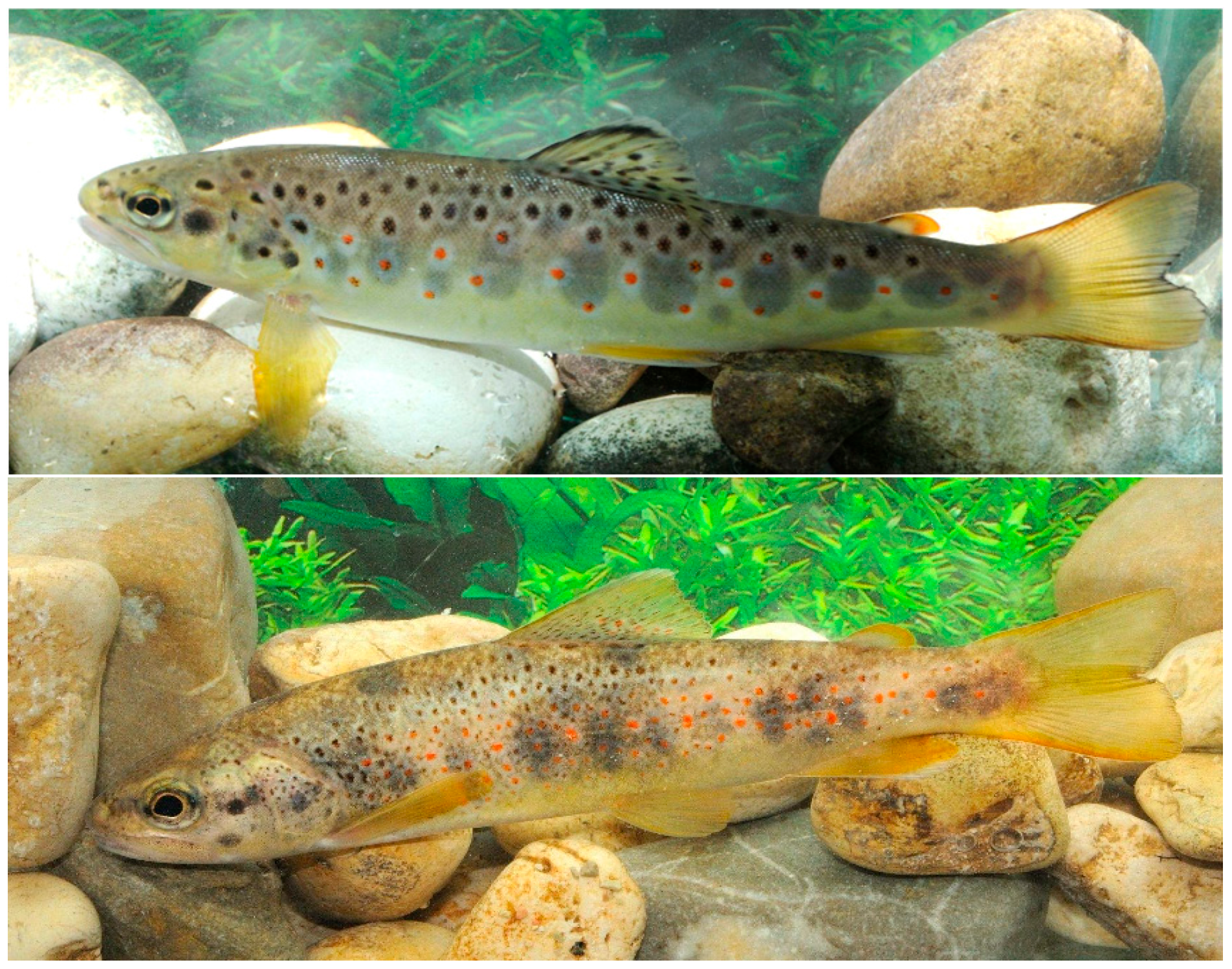 Biology 14 00573 g001