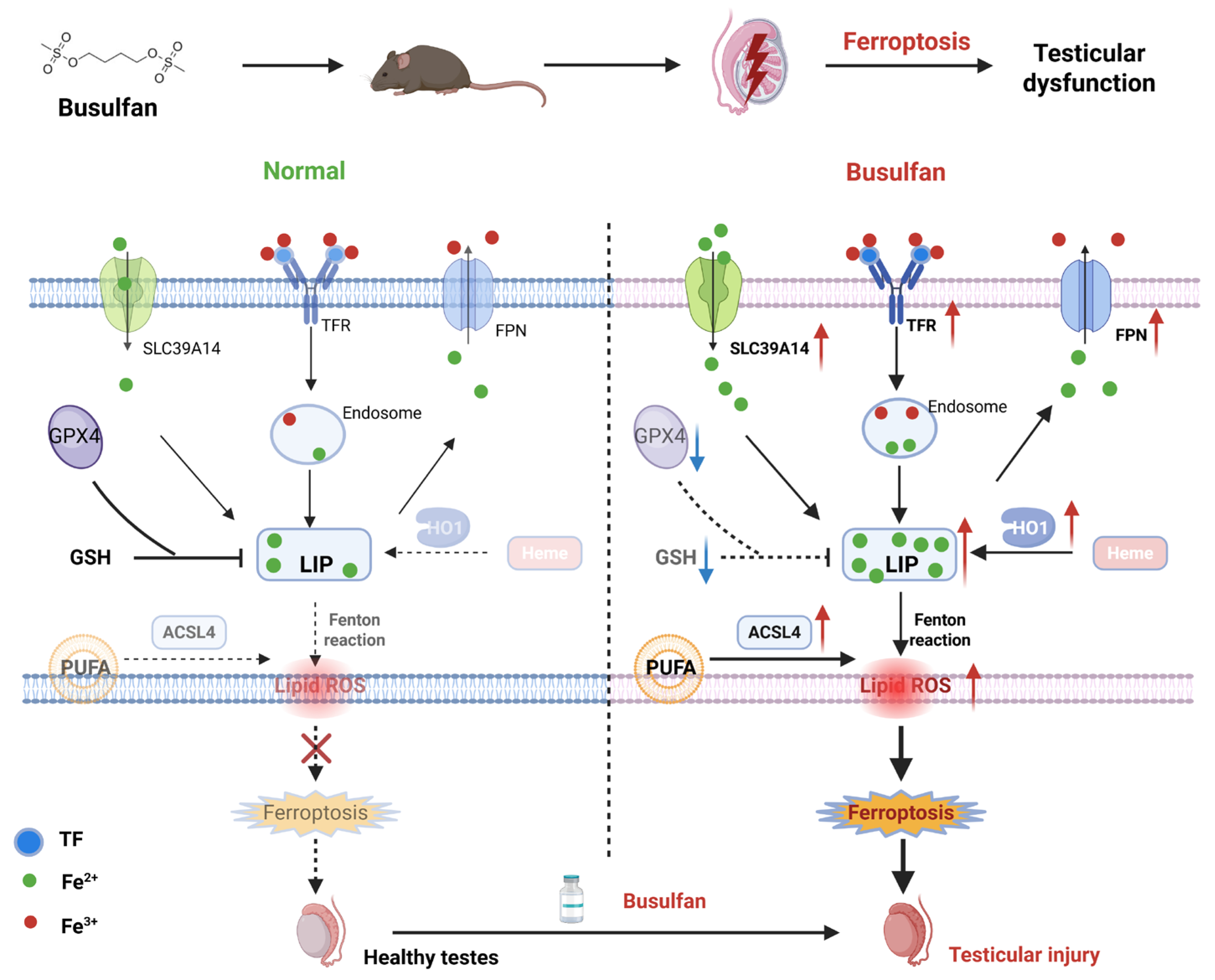 Biology 14 00594 g007